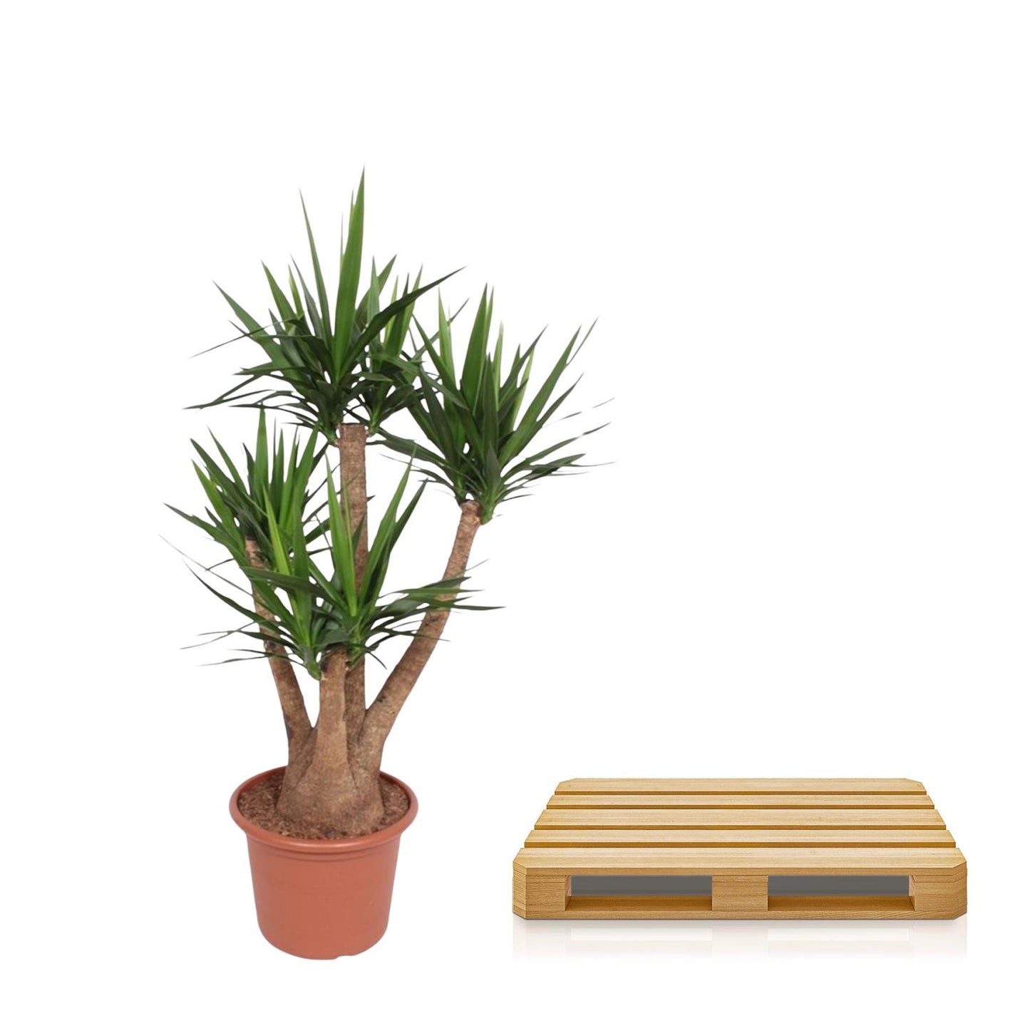 Elefantenfuß vertakt – 170 cm Yucca Elephantipes