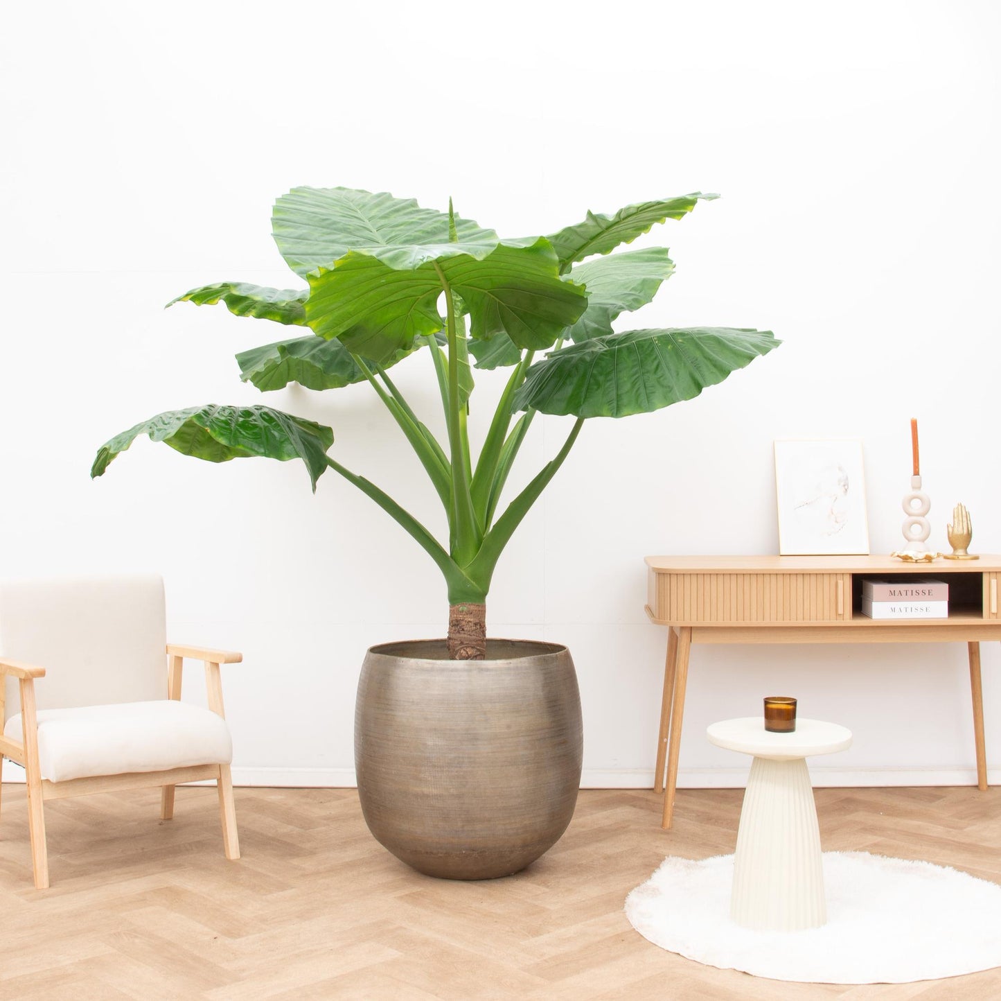 Elefantenohr (Alocasia Portodora) – 180 cm, tropische Zimmerpflanze