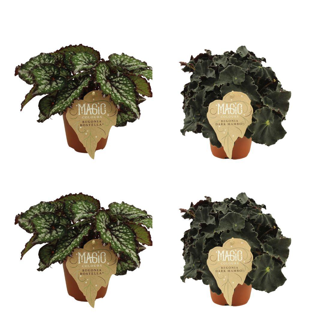 2x Begonia Rex Bostella + 2x Begonia Rex Dark Mambo - 4 stuks - Ø12cm - ↕25cm