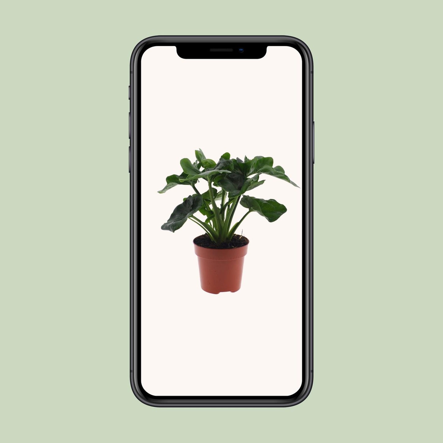 Philodendron Atom - Ø12cm - ↕25cm