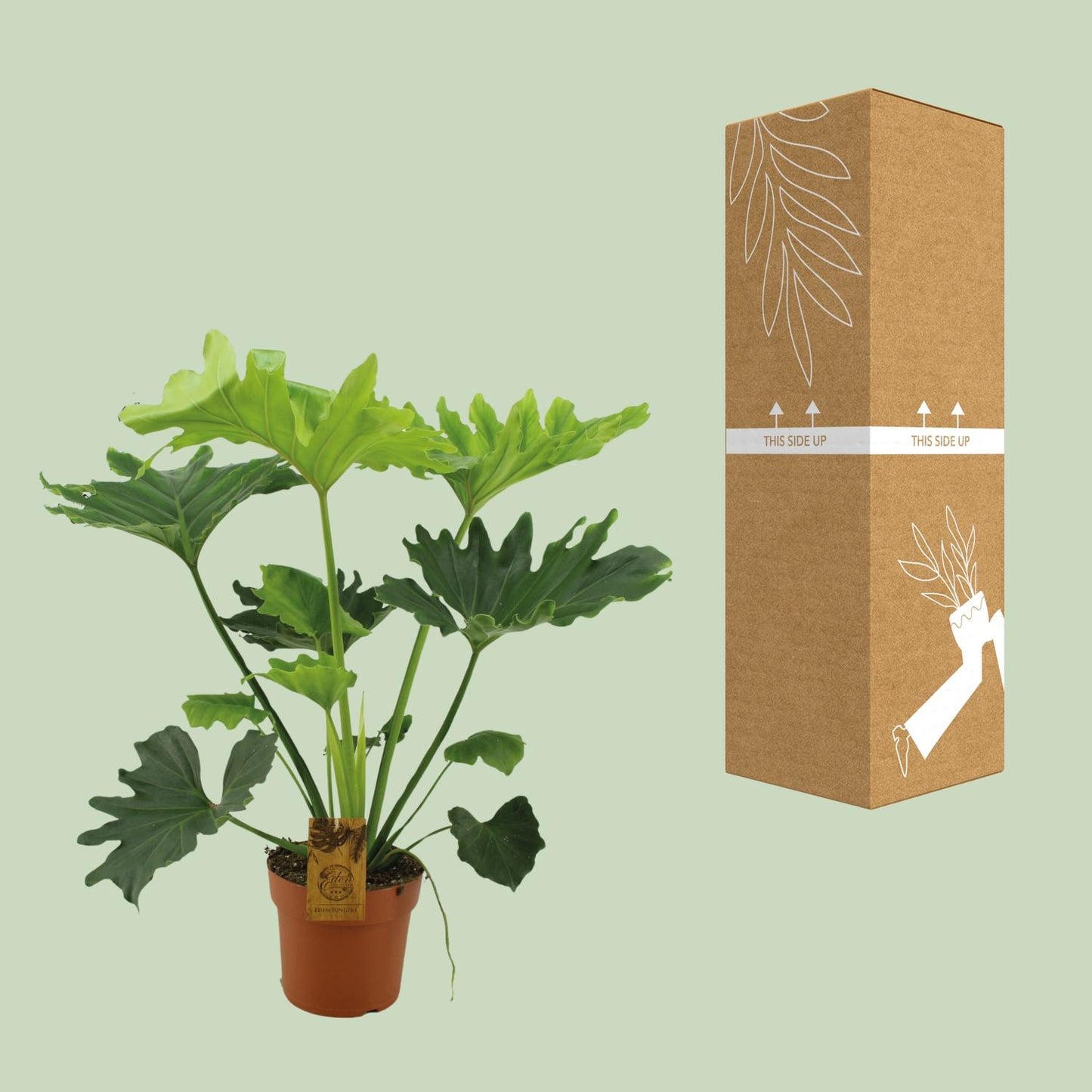 Philodendron Selloum Elefantiana - Ø21cm - ↕100cm