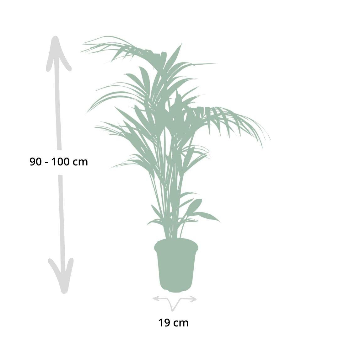 Howea forsteriana - Ø21cm - ↕120cm - Ø18 - ↨100cm