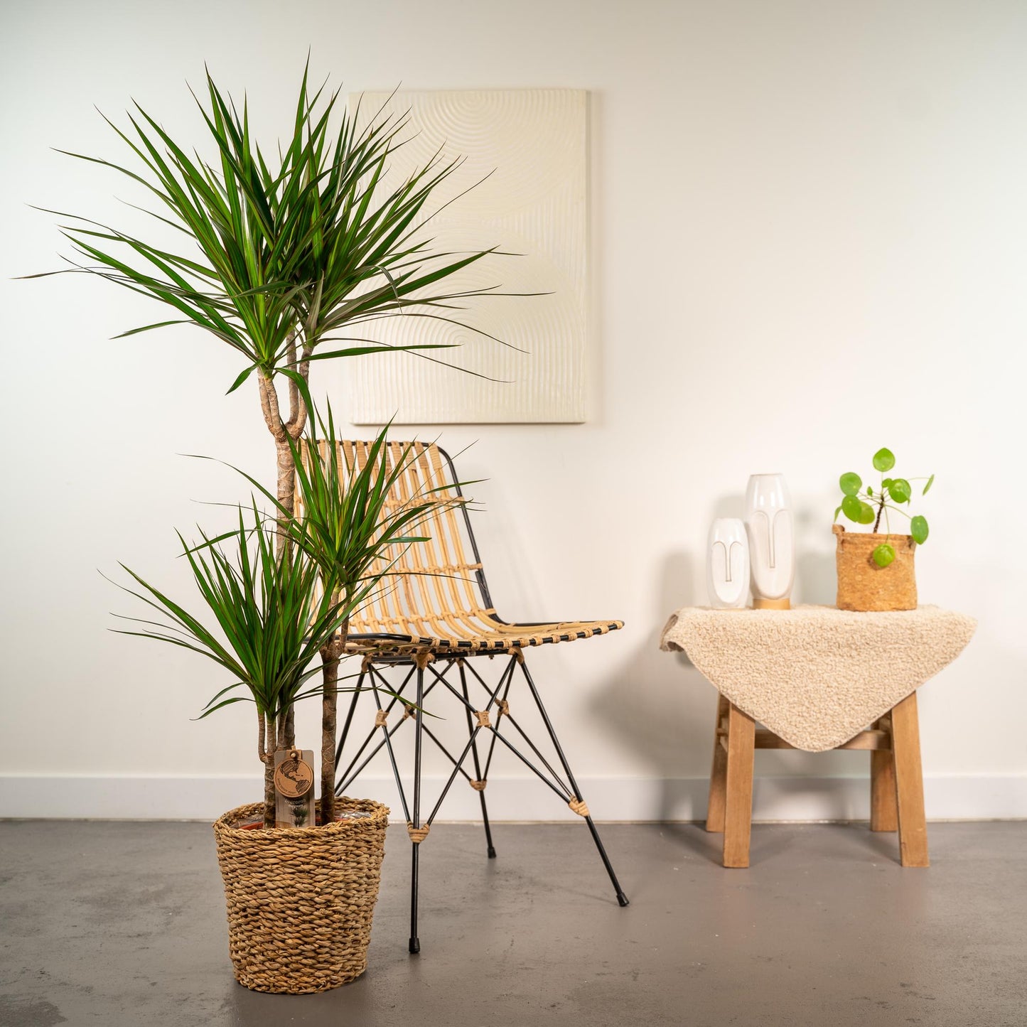 Drachenbaum 'Marginata' 120 cm im dekorativen Korb