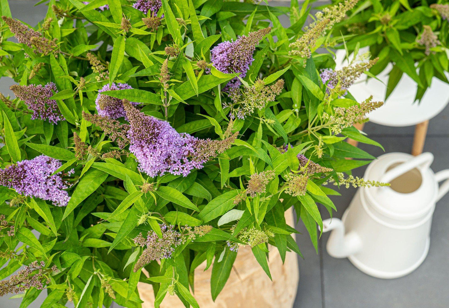 Buddleja dav. 'Butterfly Candy Little Lila' - Ø19cm - ↕25cm
