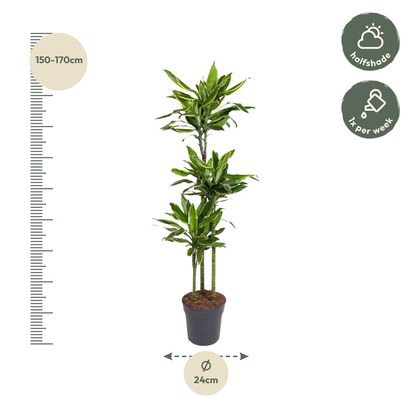 Drachenbaum Golden Coast – 160 cm pflegeleichte Zimmerpflanze