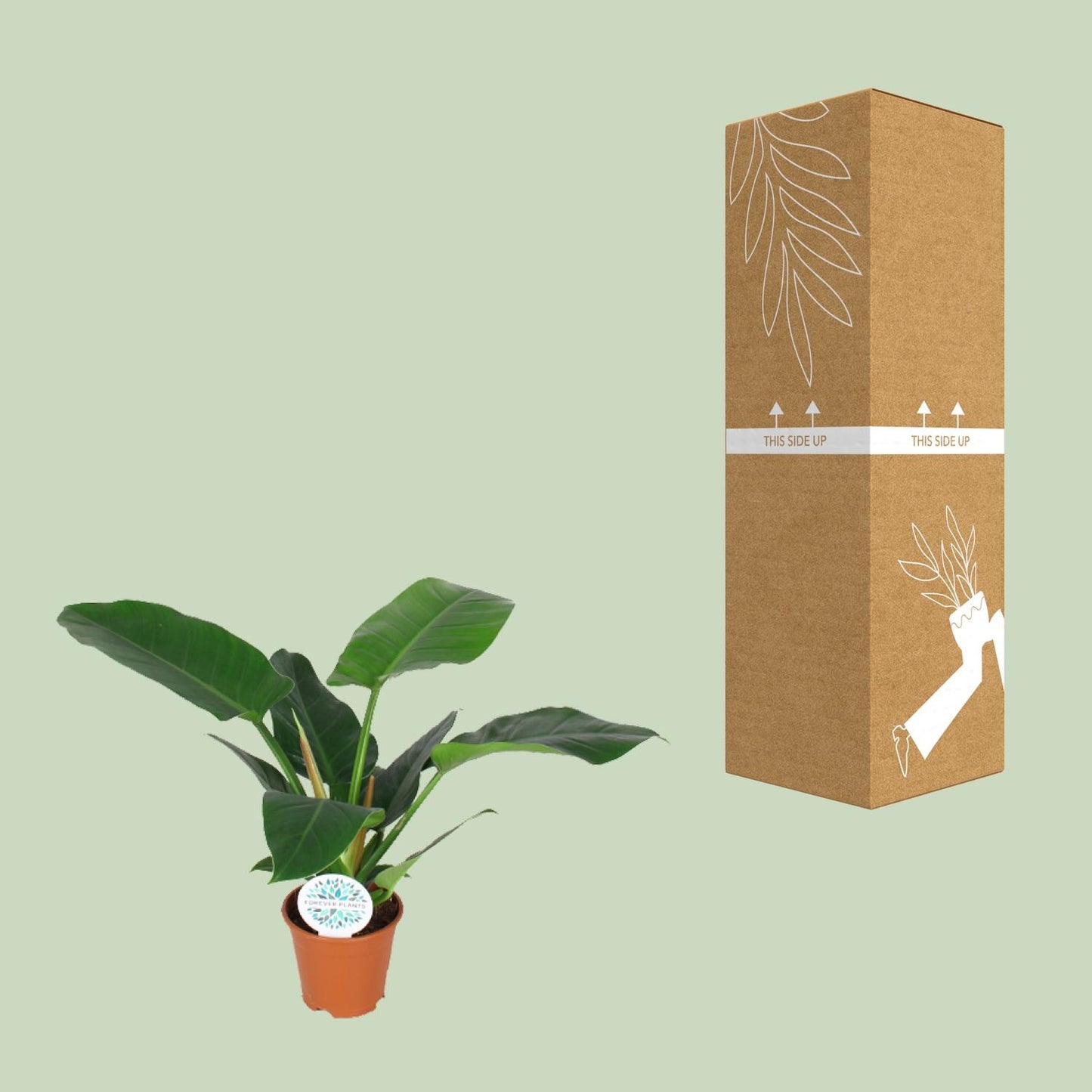 Philodendron Imperial Green - Ø14cm - ↕40cm