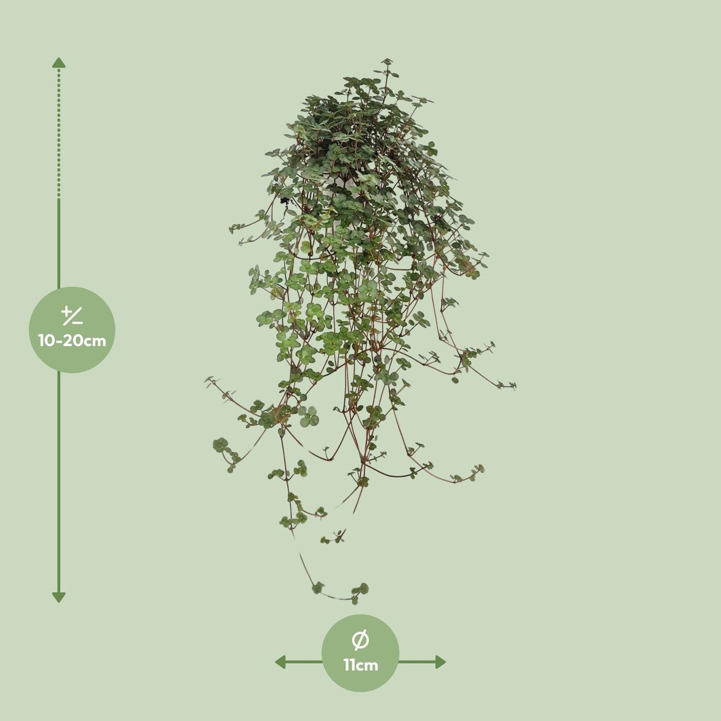Pilea Glaucophylla - Ø11cm - ↕20cm