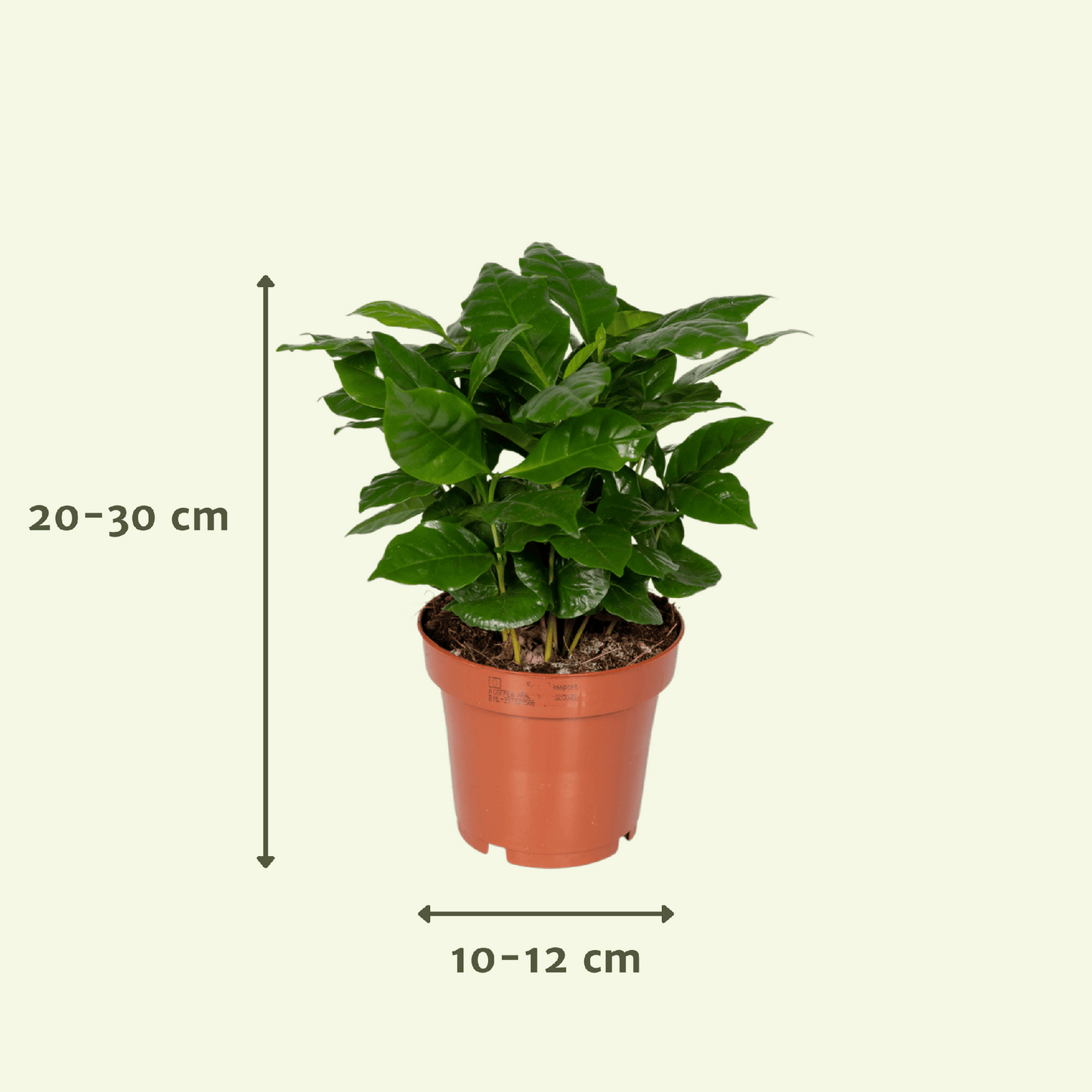 Überraschungsbox - Ø12cm - ↕25cm - x5