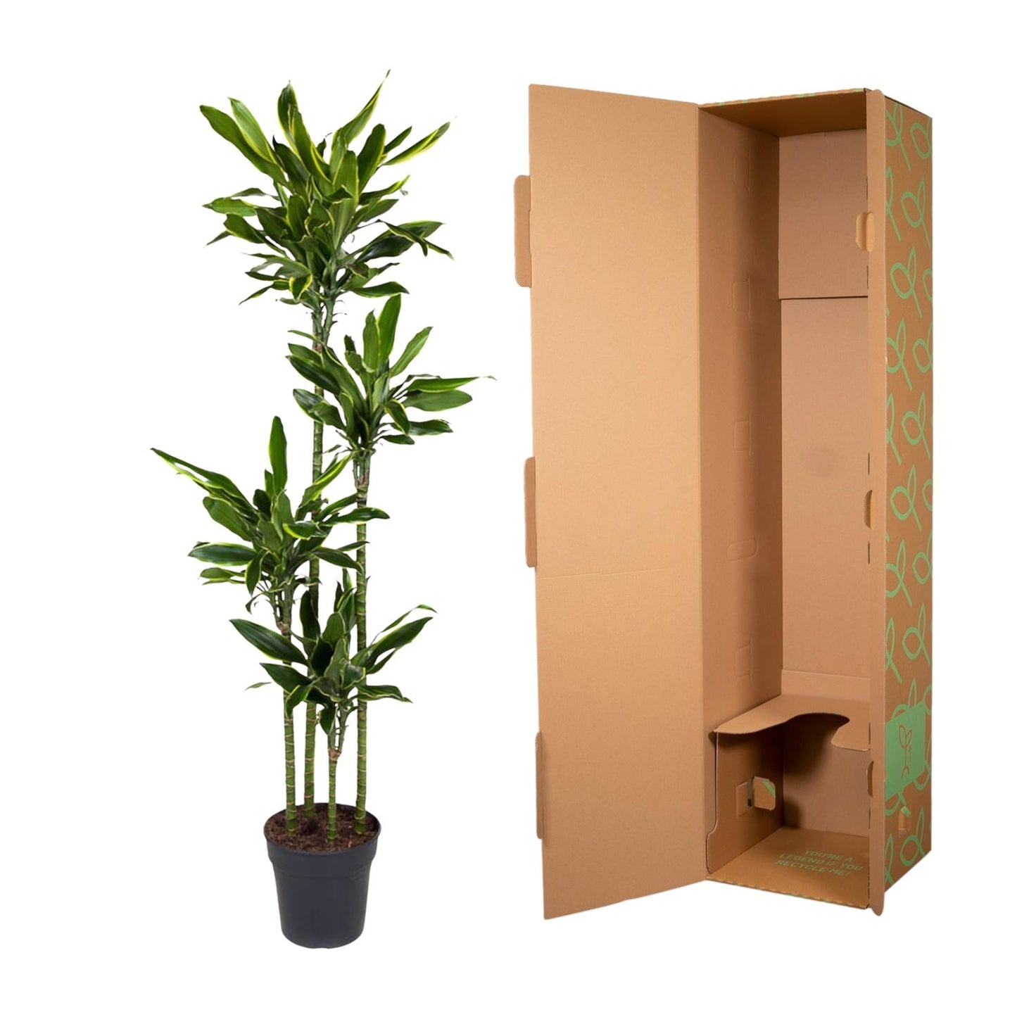 Drachenbaum Golden Coast – 170 cm pflegeleichte Zimmerpflanze