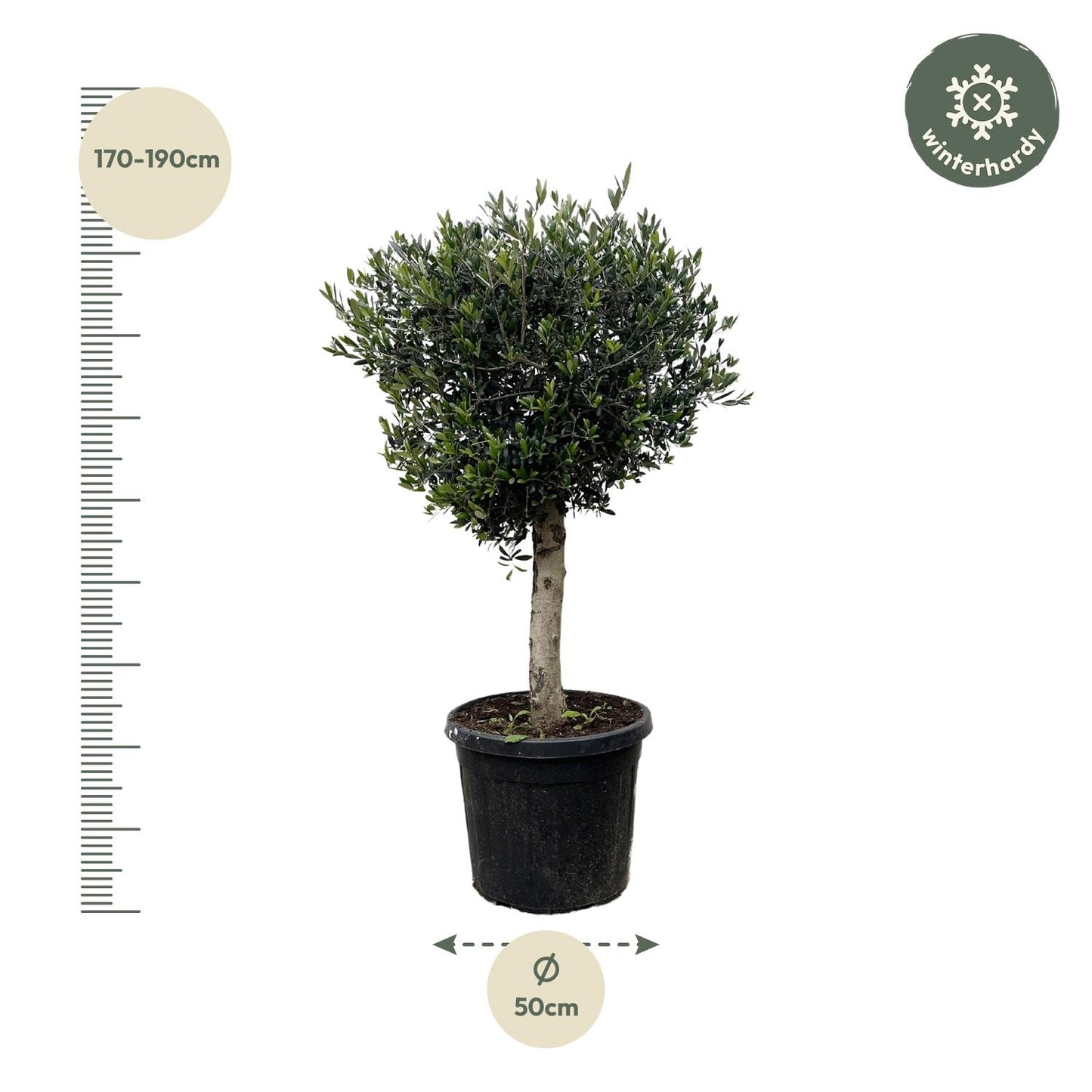 Olivenbaum Lorc – 180 cm – Mediterrane Kübelpflanze