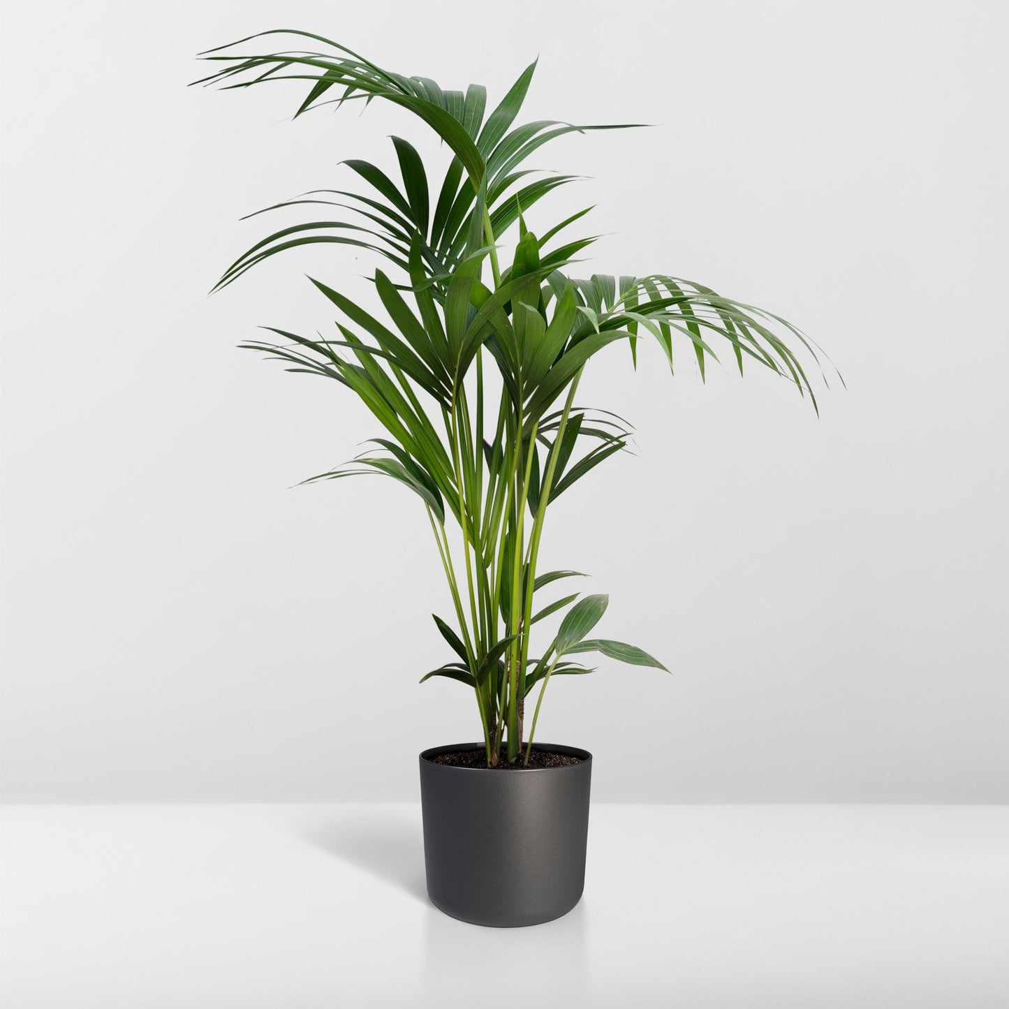 Howea forsteriana - Ø21cm - ↕120cm - Ø18 - ↨100cm