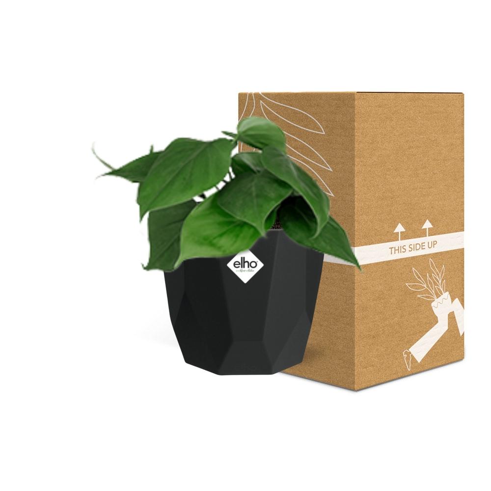 Philodendron Scandens in 14cm b.for rock living black