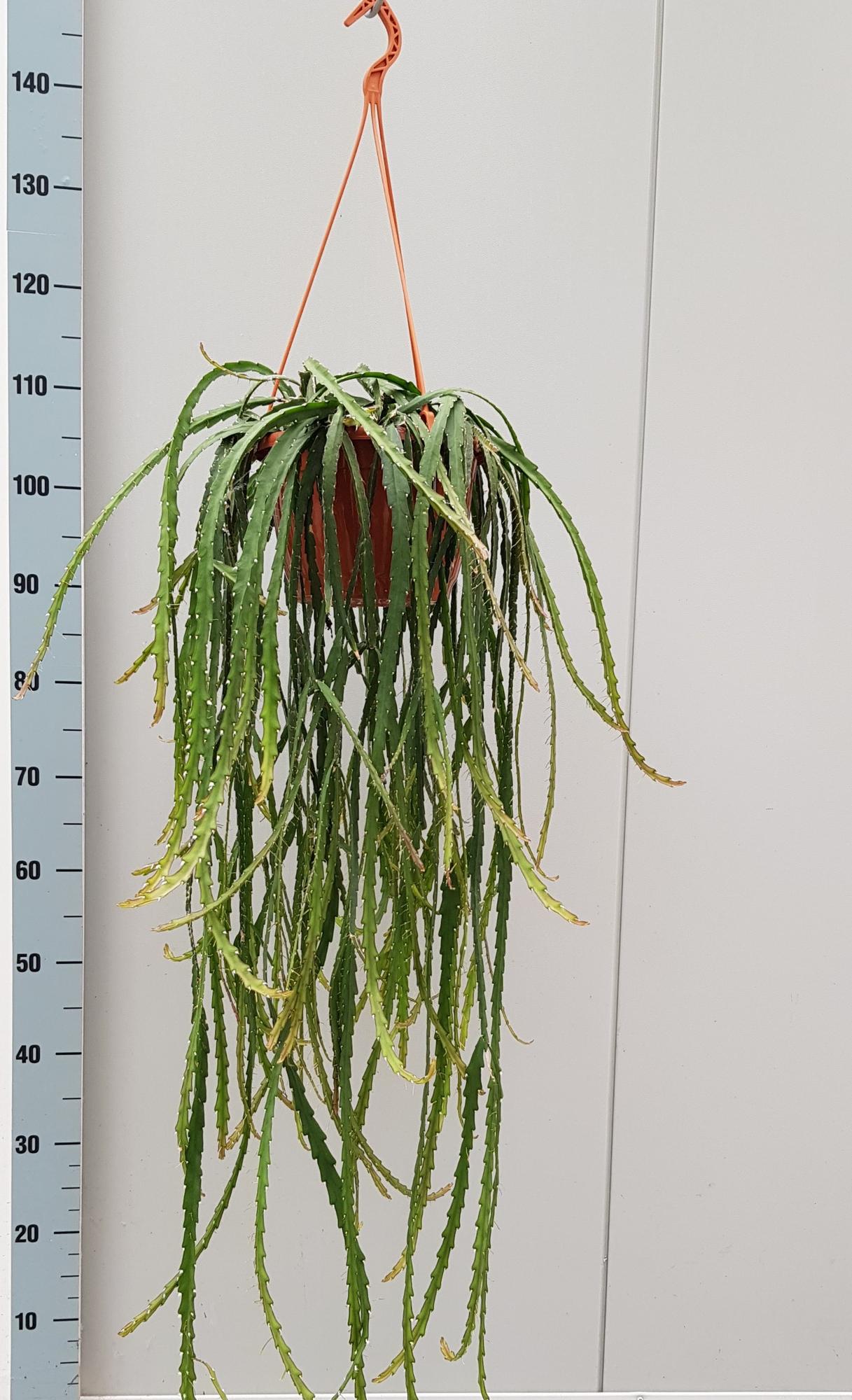 Lepismium Cruciforme 20cm - Ø20cm - ↕60cm