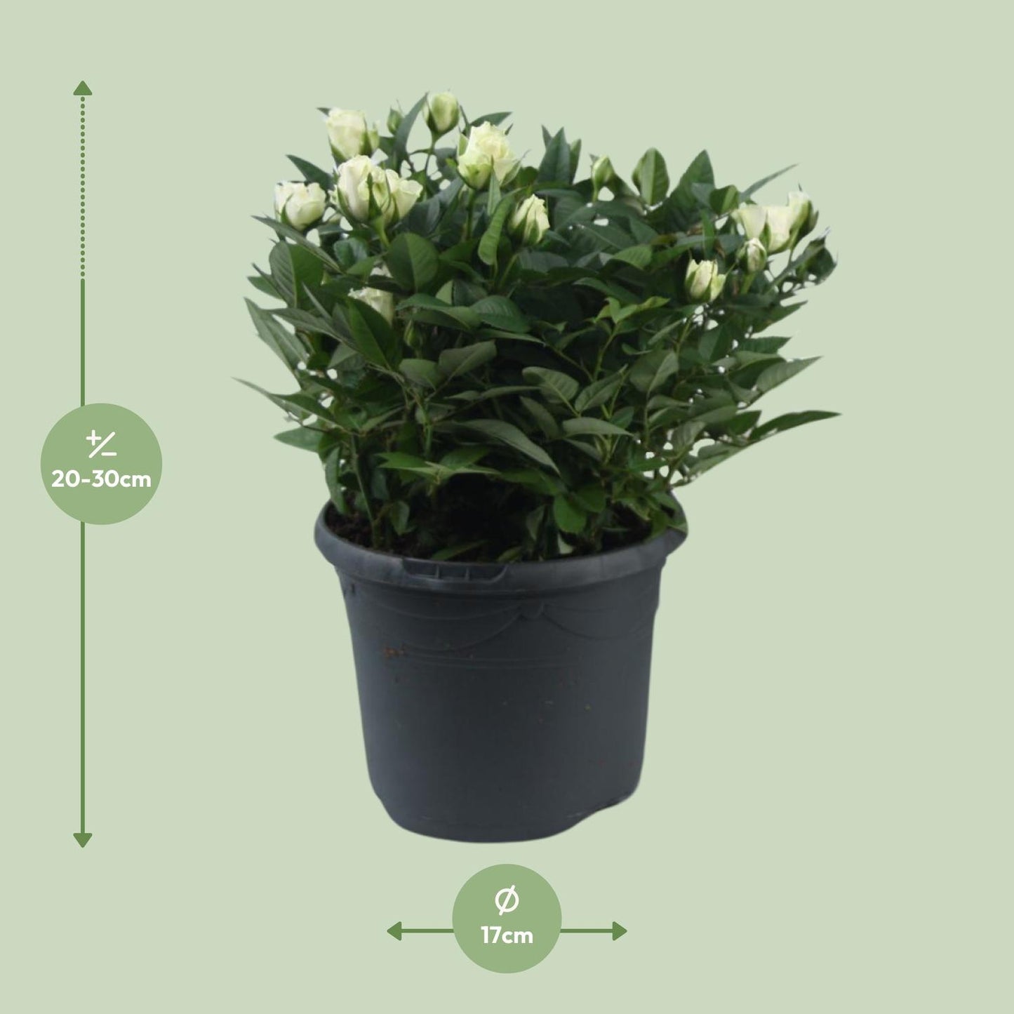 Rosa Jewel Patio White - Ø17cm - ↕30cm