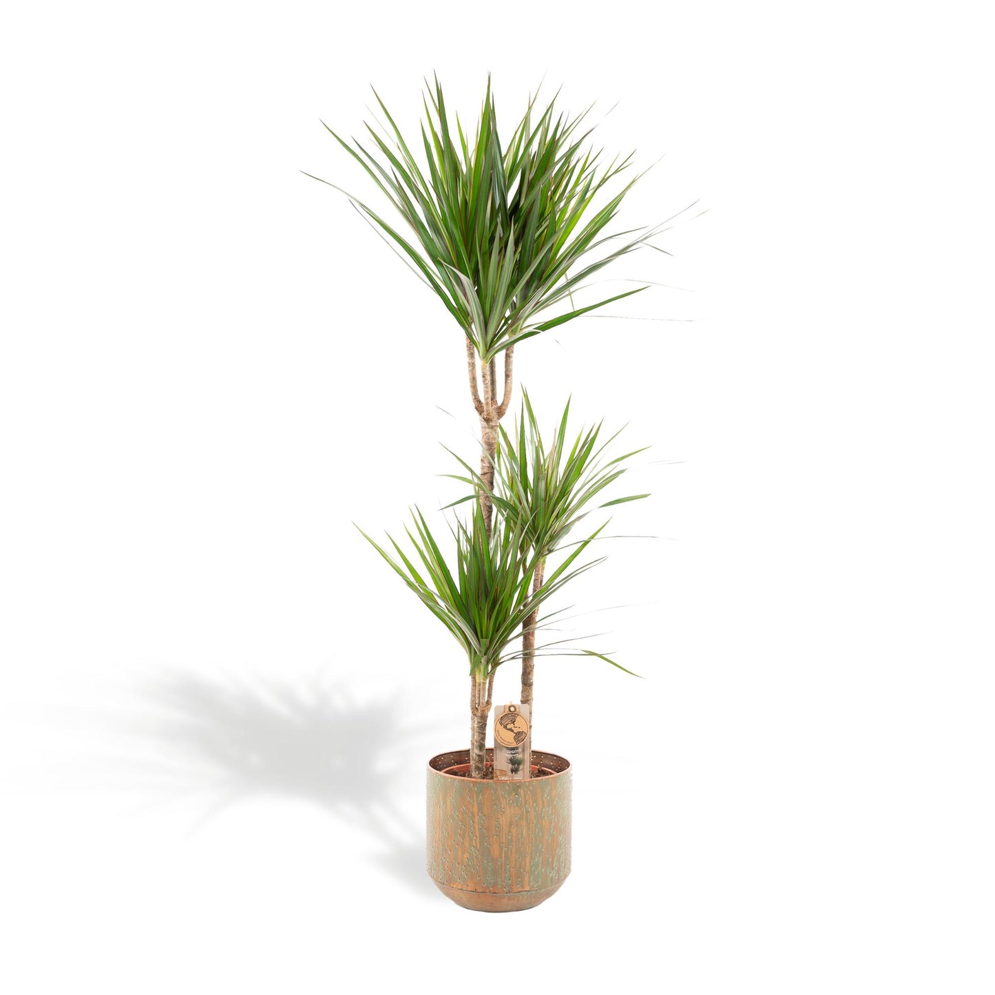 Drachenbaum 120 cm – Stilvolle & pflegeleichte Zimmerpflanze