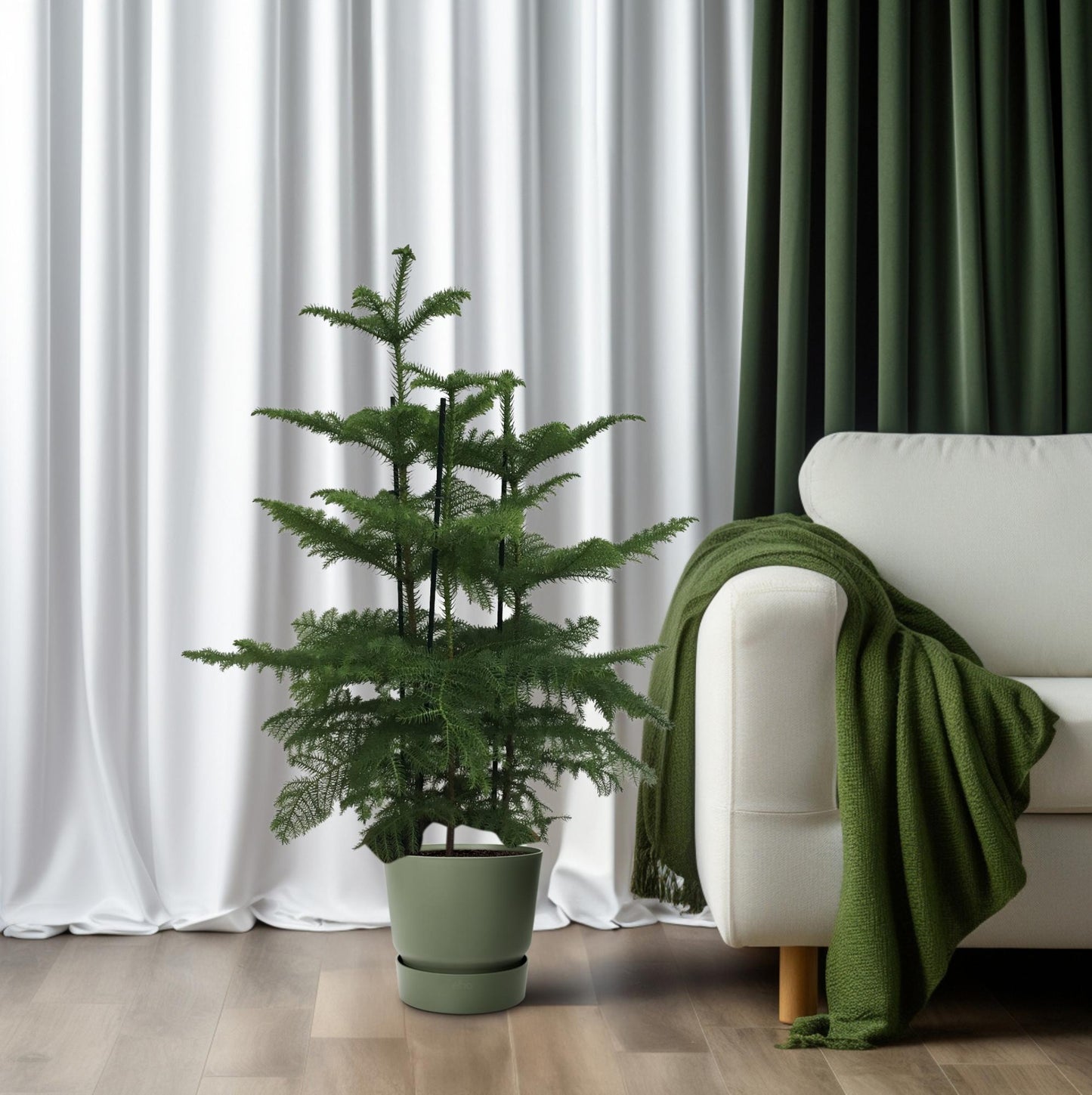 Araucaria (2 Tak) - Ø27cm - ↕110cm