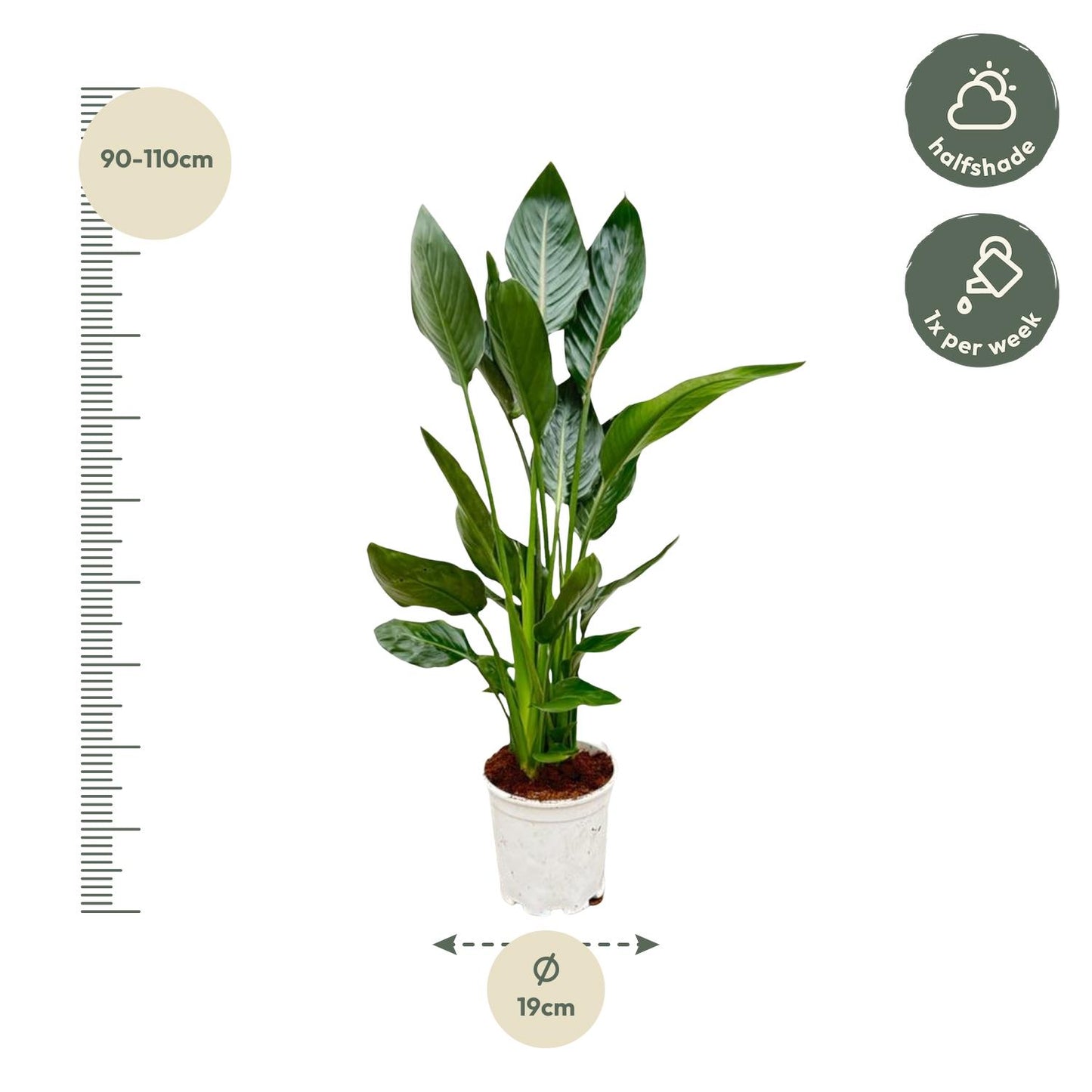 Paradiesvogelblume 100 cm – Exotische Zimmerpflanze
