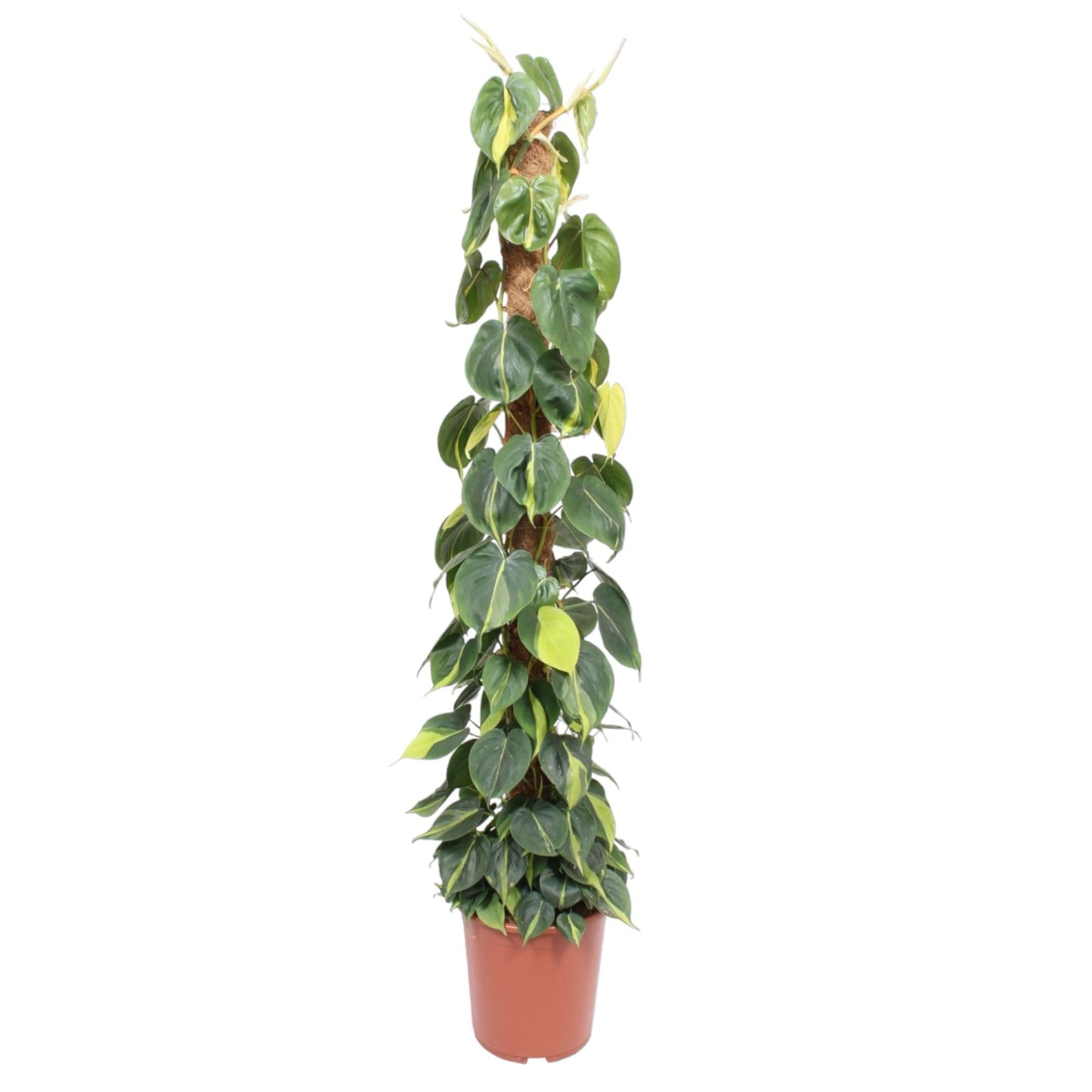 Kletterphilodendron Brasil 150cm am Moosstab – pflegeleicht & dekorativ