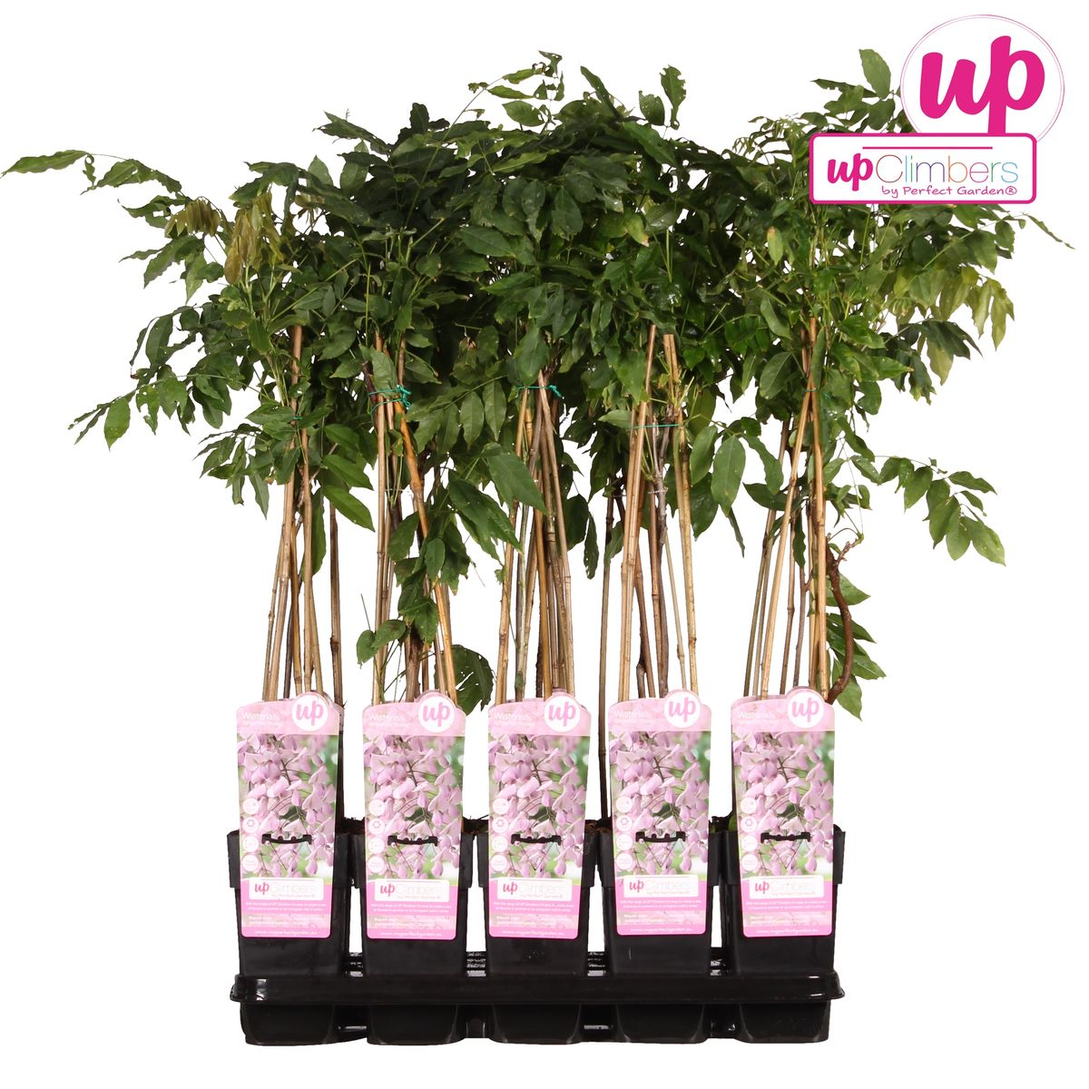 Wisteria floribunda 'Rosea' - Rosa Regen - Ø15cm - ↕65cm