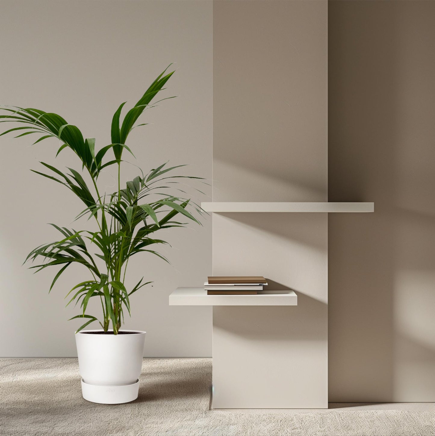 Kentia Palme – 130 cm – Premium Zimmerpflanze im Ø21cm Topf