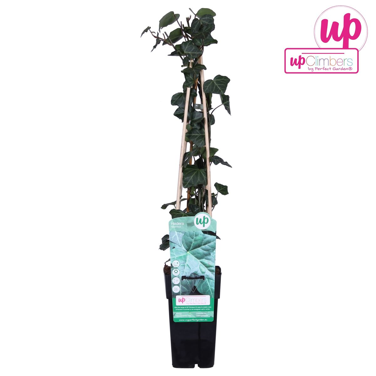 Hedera hibernica - Ø15cm - ↕65cm