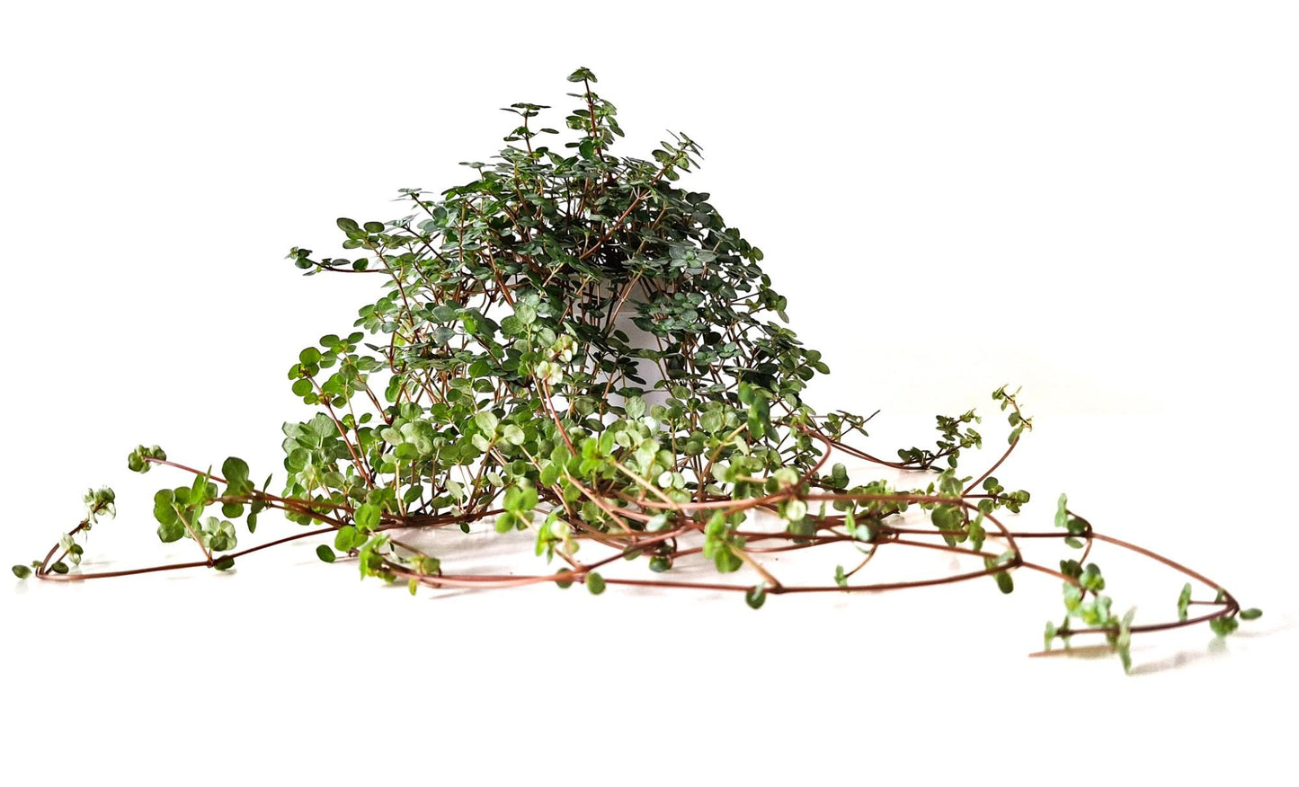 Pilea Glaucophylla - Ø11cm - ↕15cm