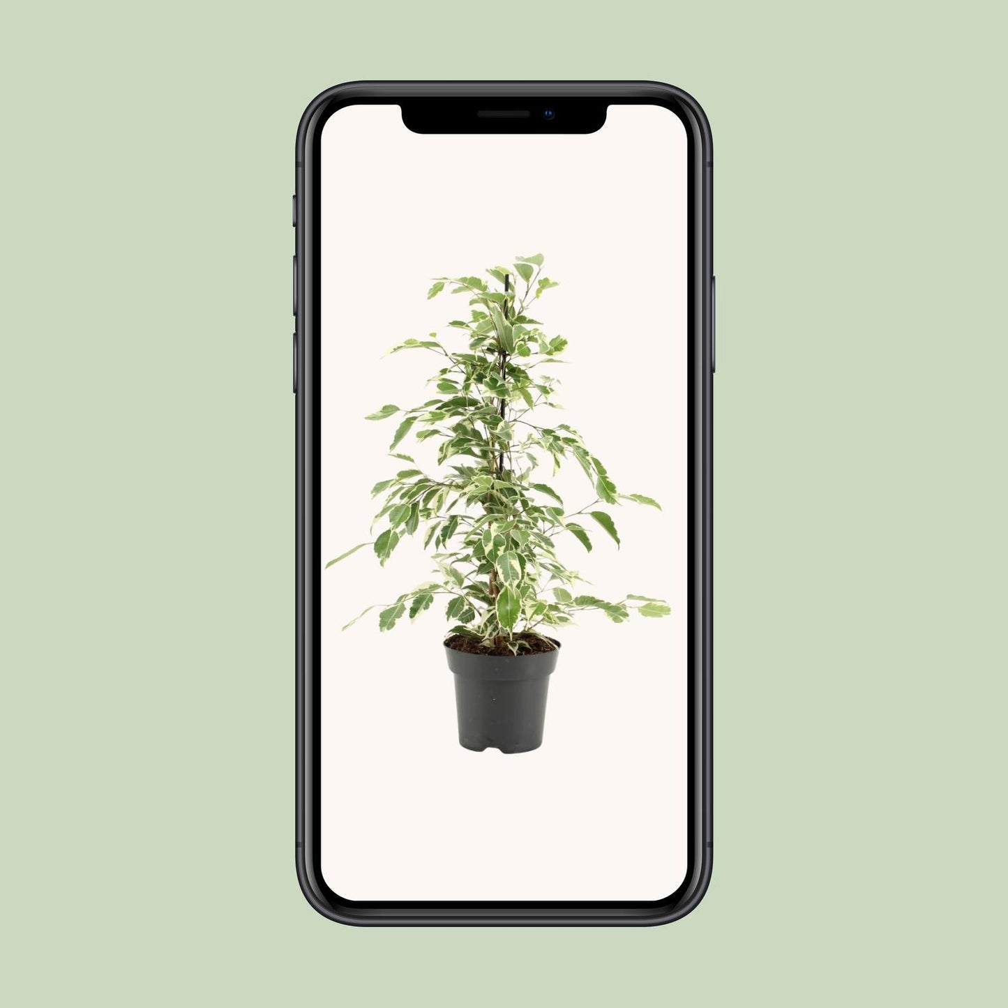 Ficus Benjamina Twilight - Ø14cm - ↕55cm