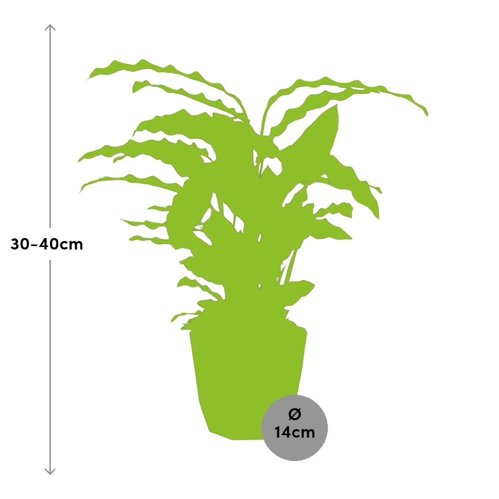 Calathea Rufibarba ‘Tropistar’ in 14cm b.for rock living black