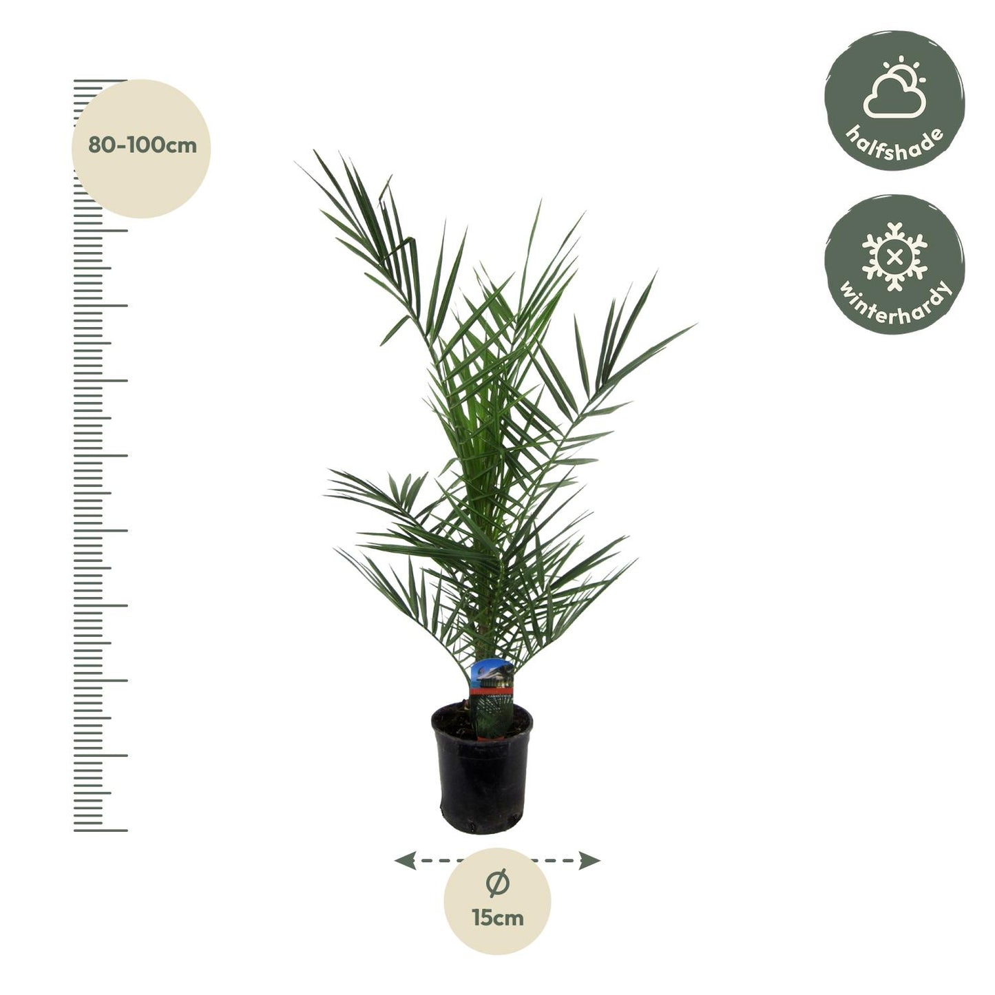 Kanarische Dattelpalme 80 cm im Ø15 cm Topf