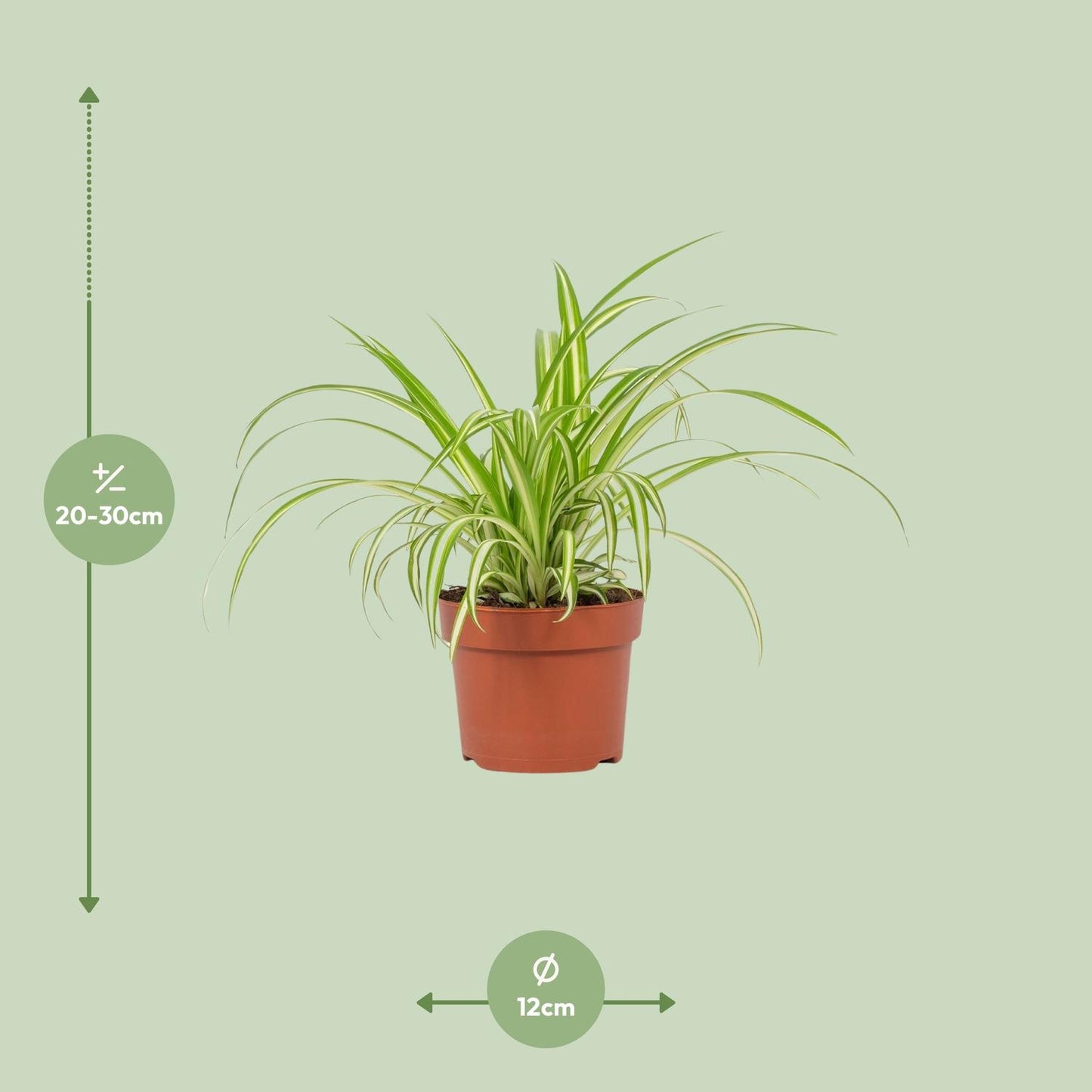 Chlorophytum Variegatum 12cm - Ø12cm - ↕25cm