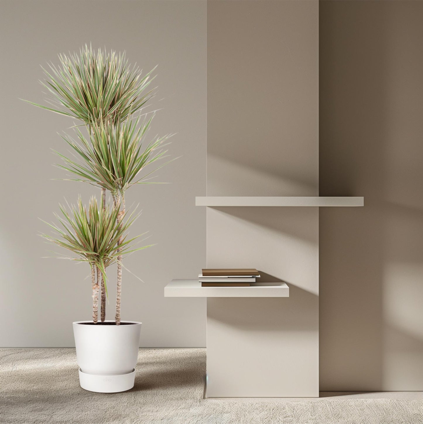 Drachenbaum Bicolor 150 cm – Stilvolle und pflegeleichte Zimmerpflanze