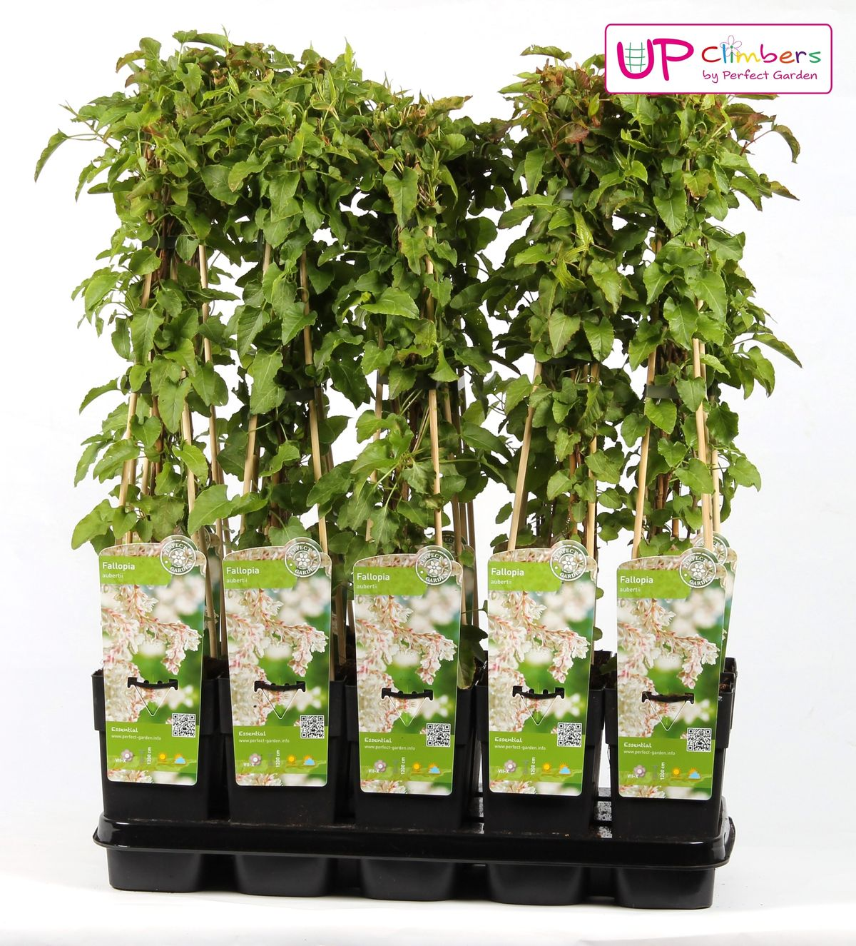 Fallopia baldschuanica - Brautschleier - Ø15cm - ↕65cm