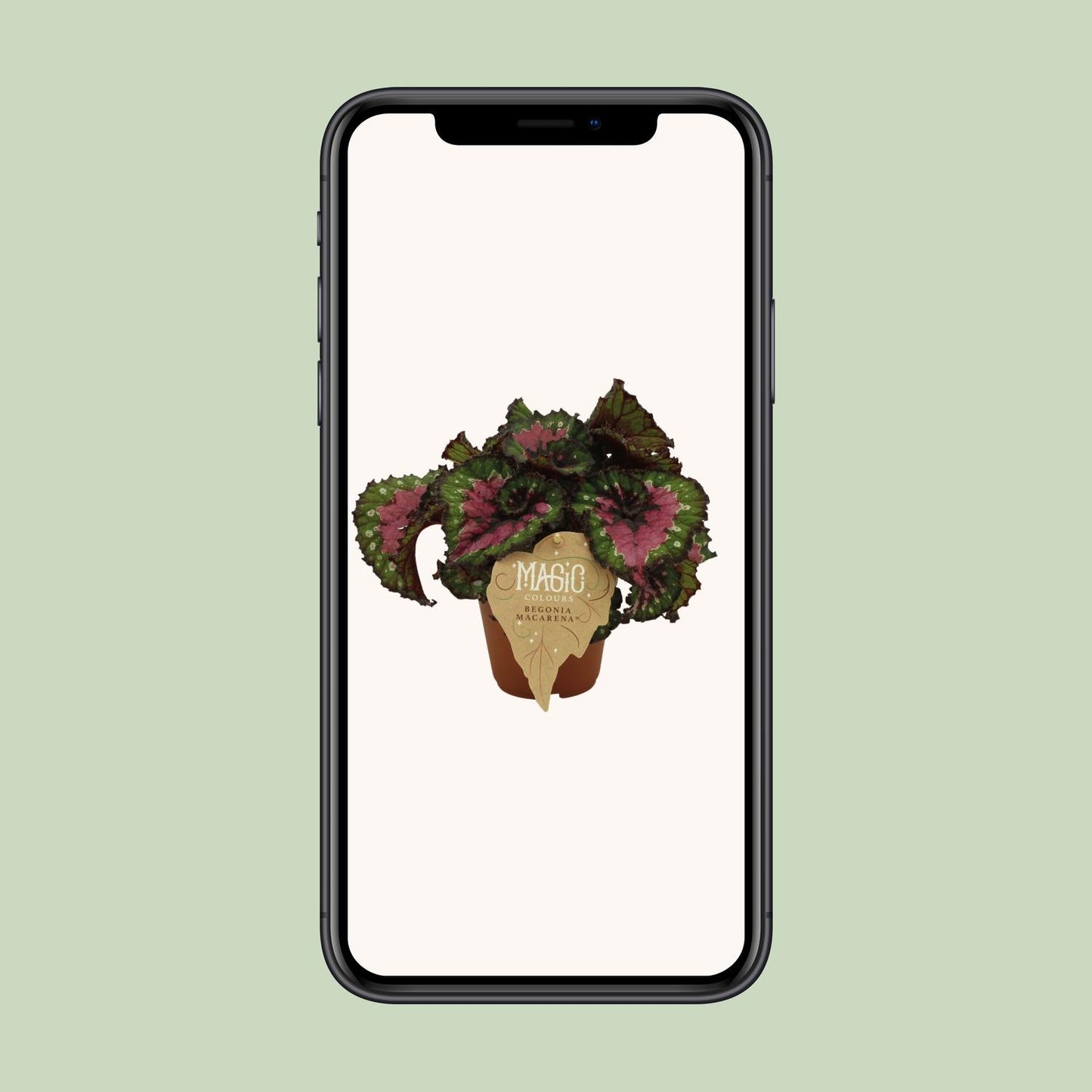 Begonia Rex Macarena - Ø12 ↕25
