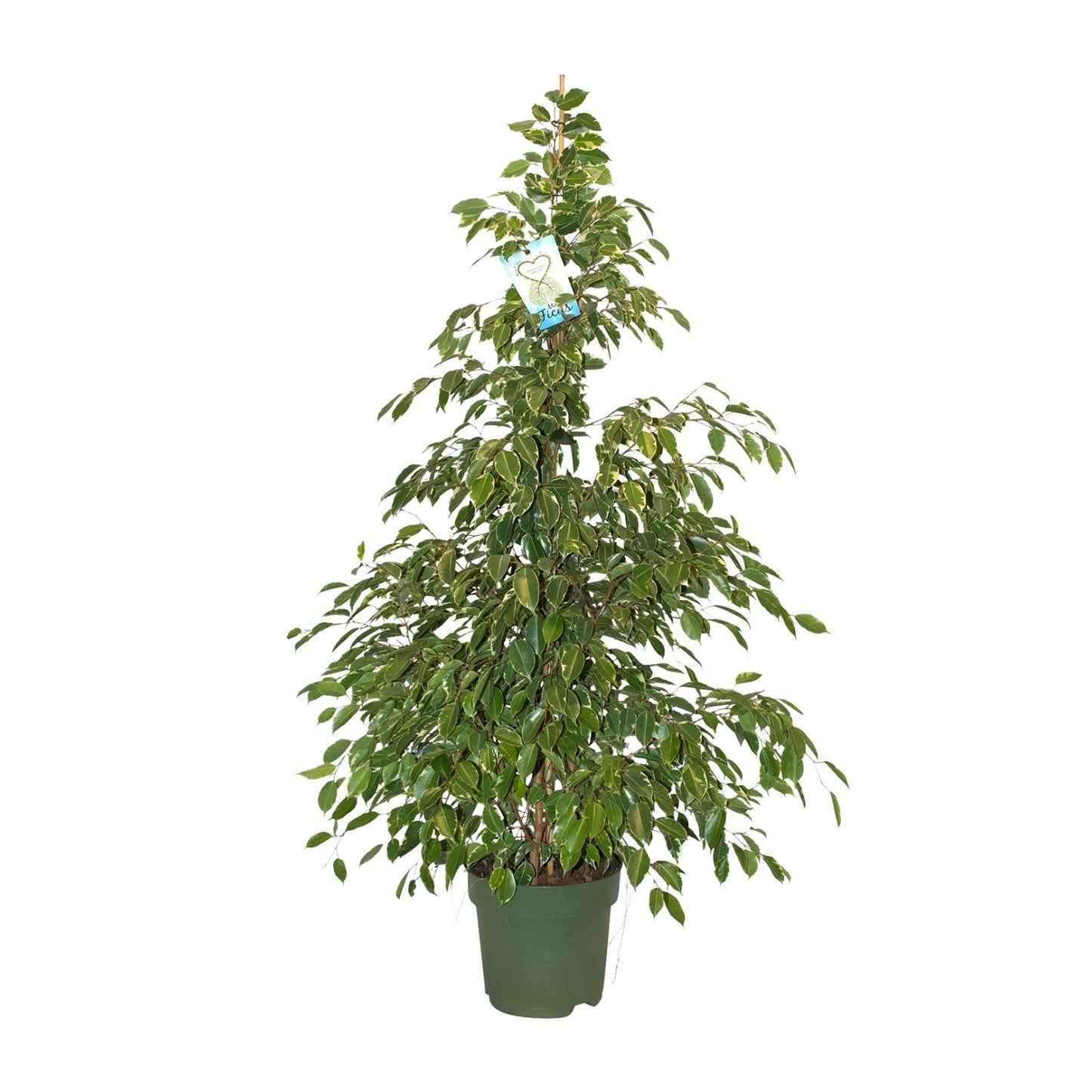 Ficus Benjamina Golden King - Ø27cm - ↕130cm