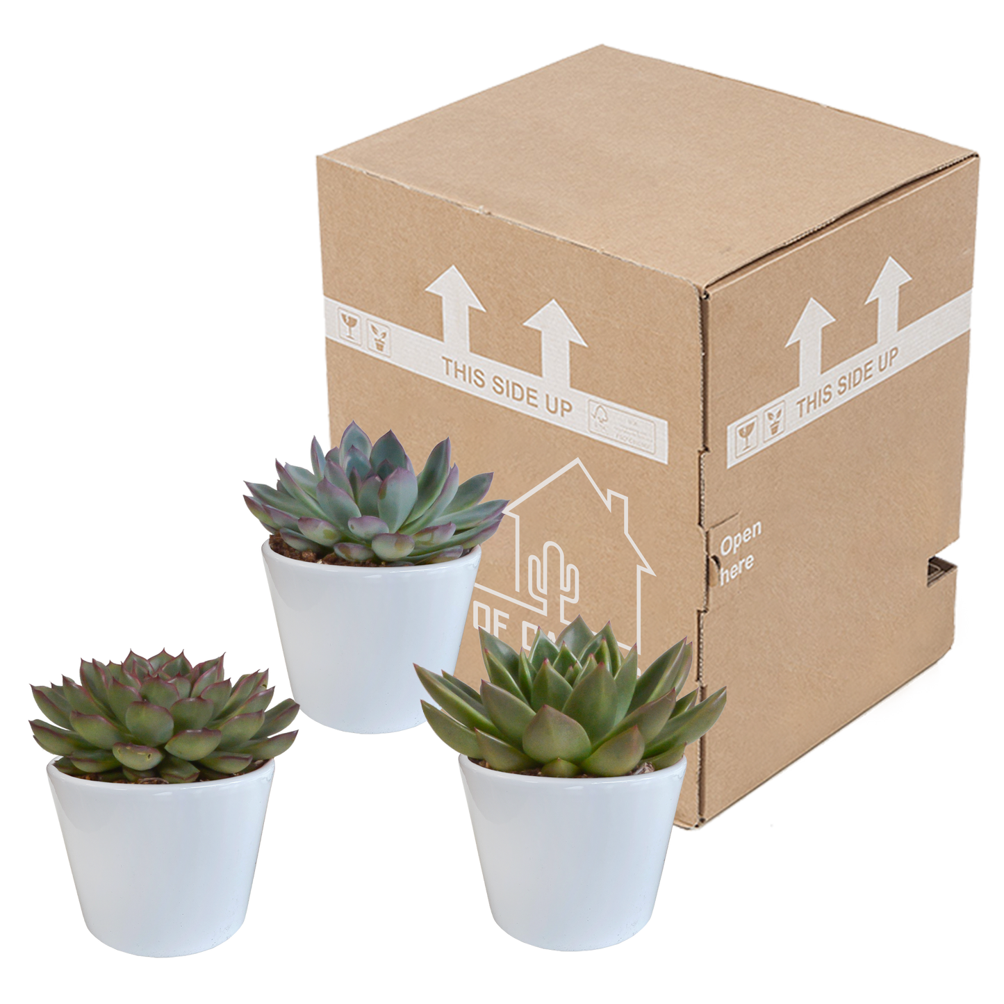 Echeverien-Mix 3er Set – Farbenfrohe Sukkulenten 10,5 cm