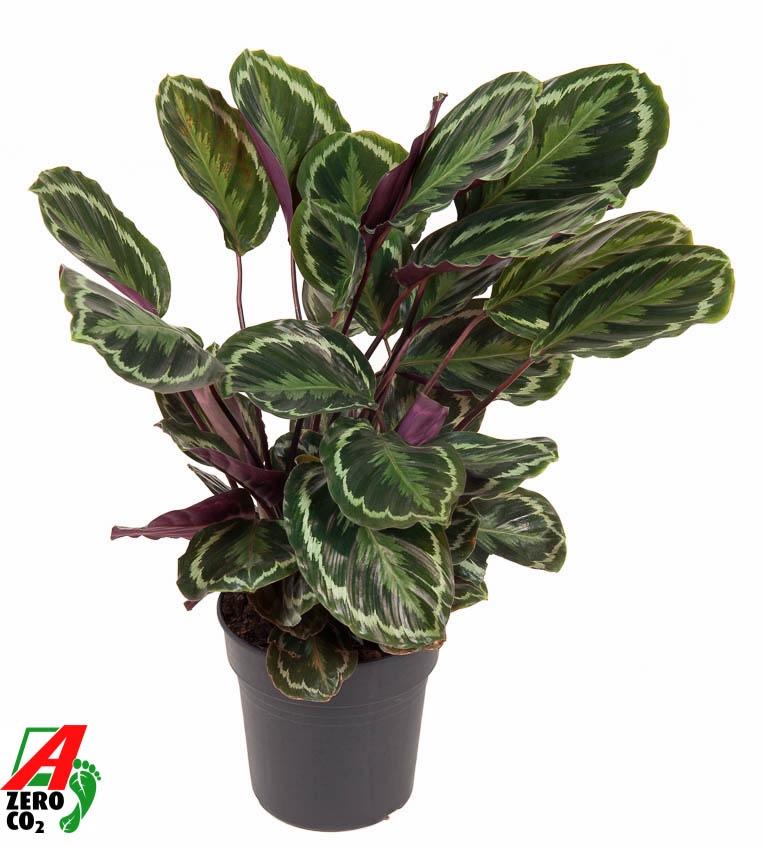 Korbmarante Medallion – Exotische, pflegeleichte Zimmerpflanze 80 cm