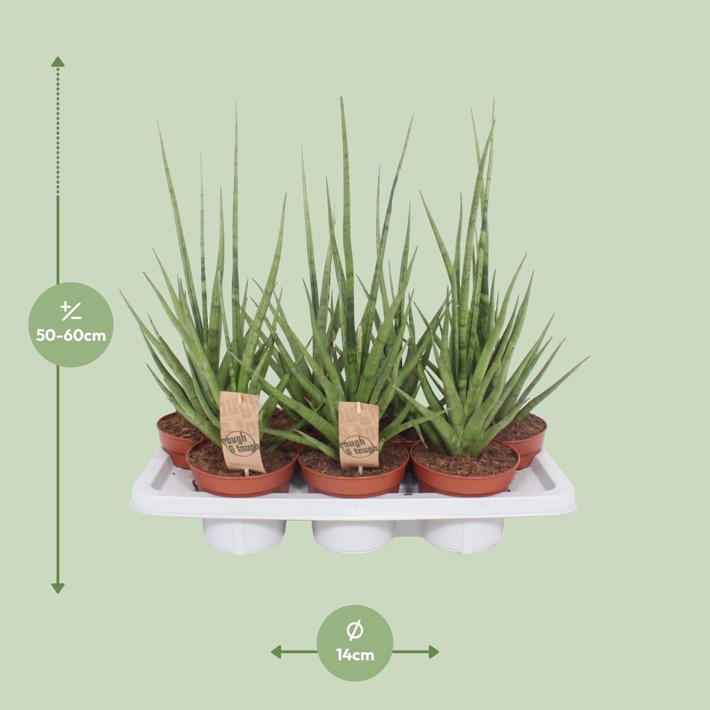 Sansevieria Gracilis Grey - Ø14cm - ↕55cm