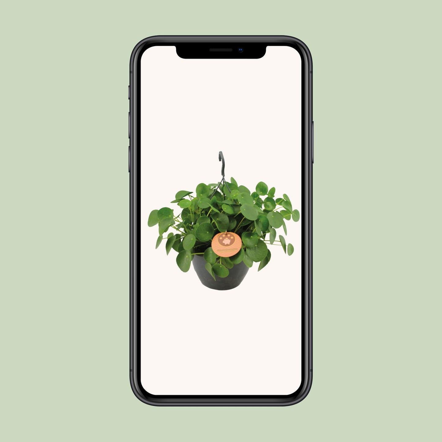 Pilea Peperomioides - Ø27cm - ↕40cm
