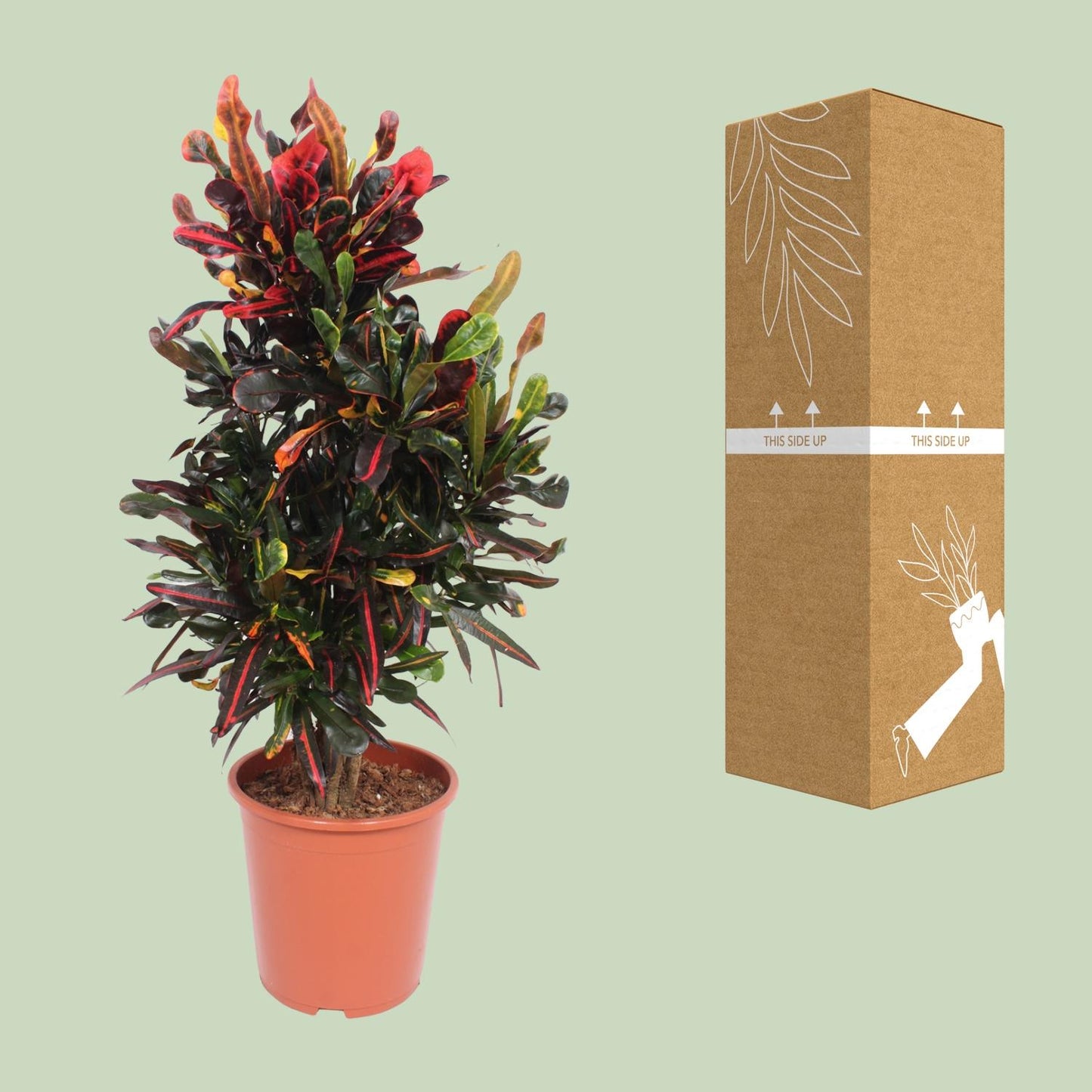 Codiaeum Variegatum Mammi - Ø27cm - ↕100cm