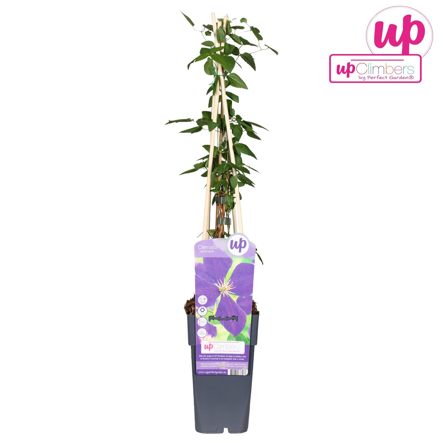 Clematis Jackmanii P15 - Ø15cm - ↕65cm