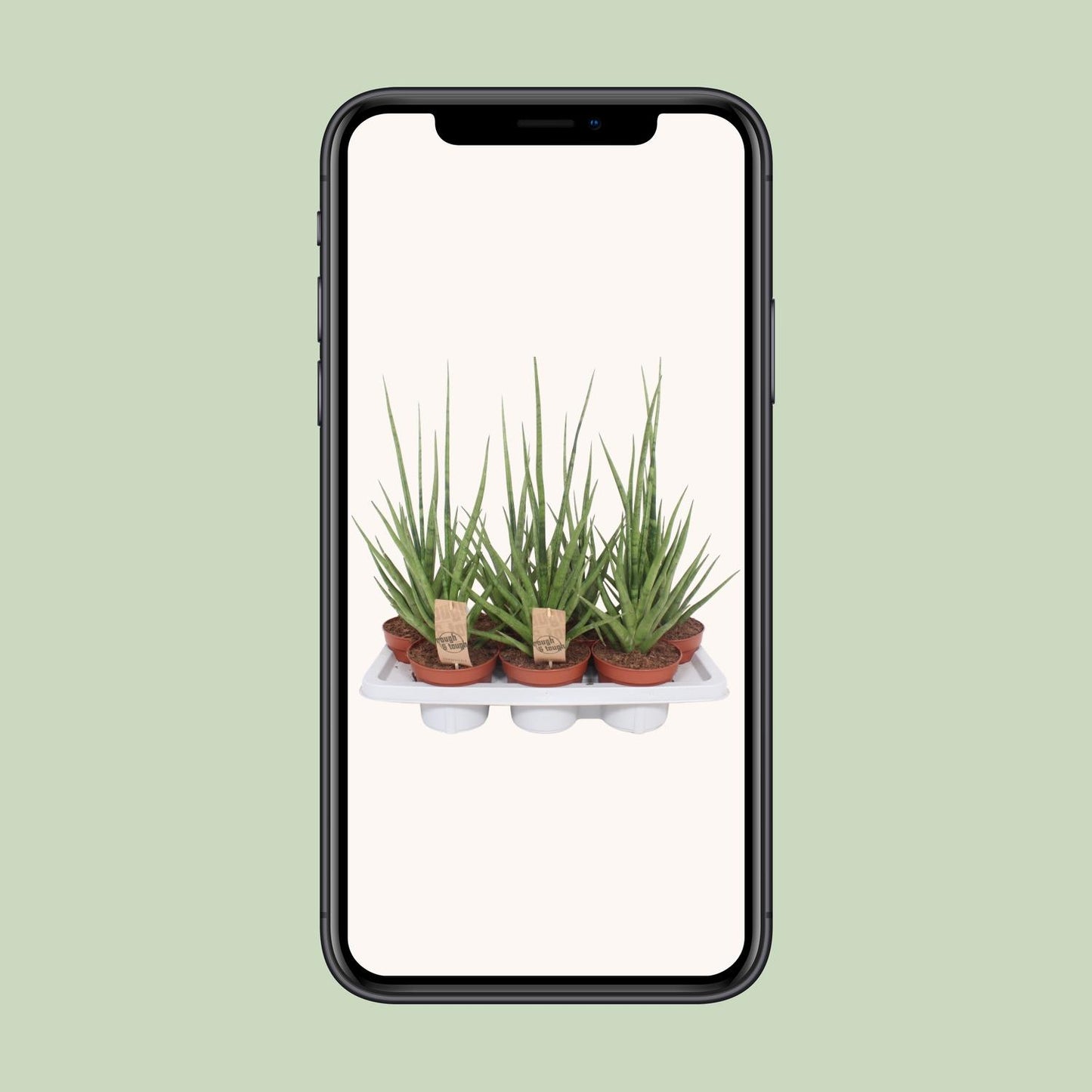 Sansevieria Gracilis Grey - Ø14cm - ↕55cm