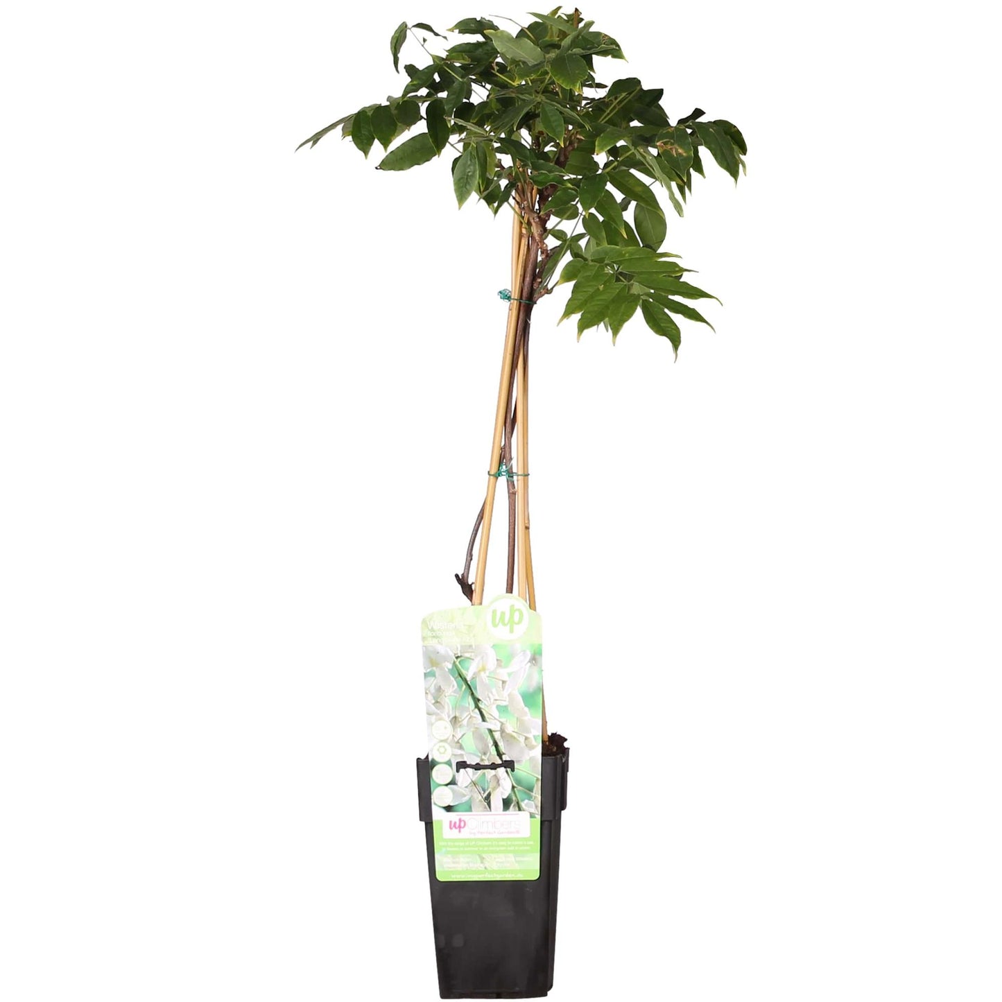 Wisteria floribunda 'Longissima Alba' - Weißer Regen - Ø15cm - ↕65cm