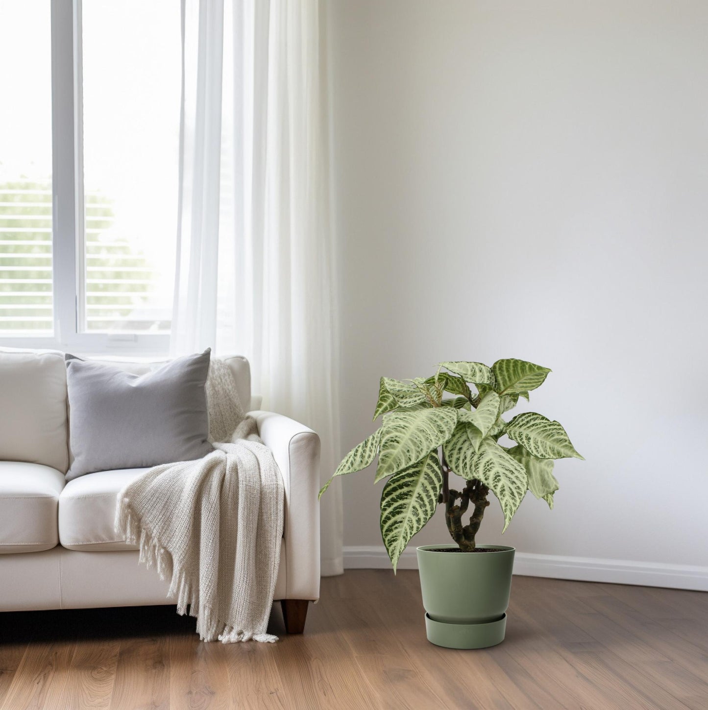 Aphelandra White Wash - Ø15cm - ↕50cm