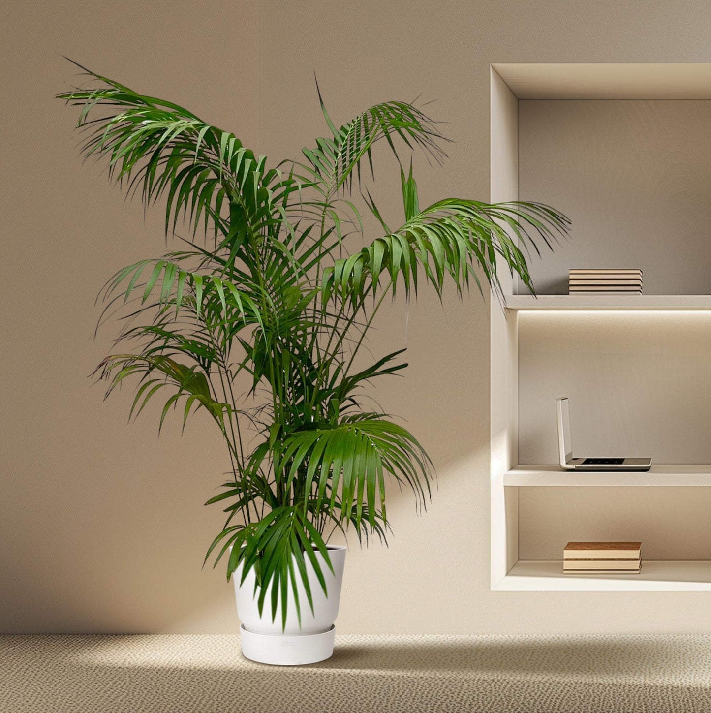 Kentia Palme XXL – Elegante Zimmerpflanze 260 cm