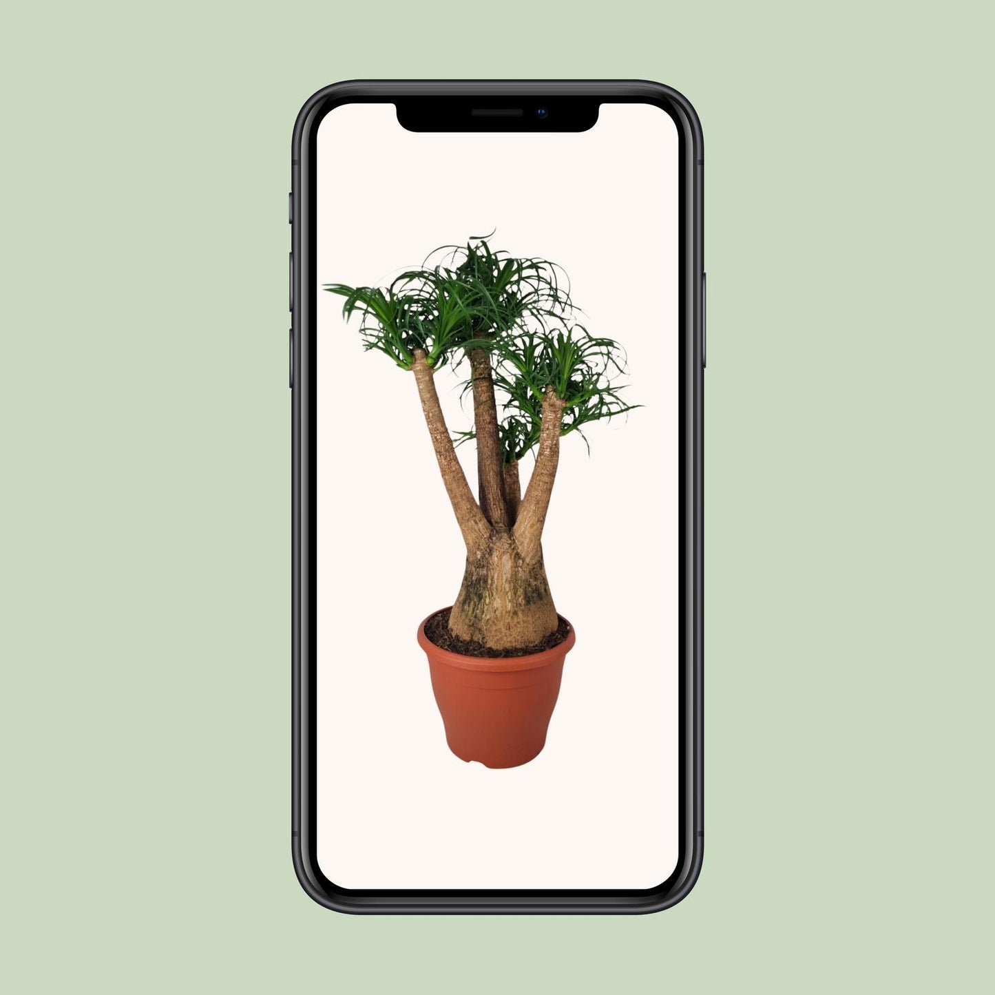Beaucarnea Nolina - Ø29cm - ↕90cm