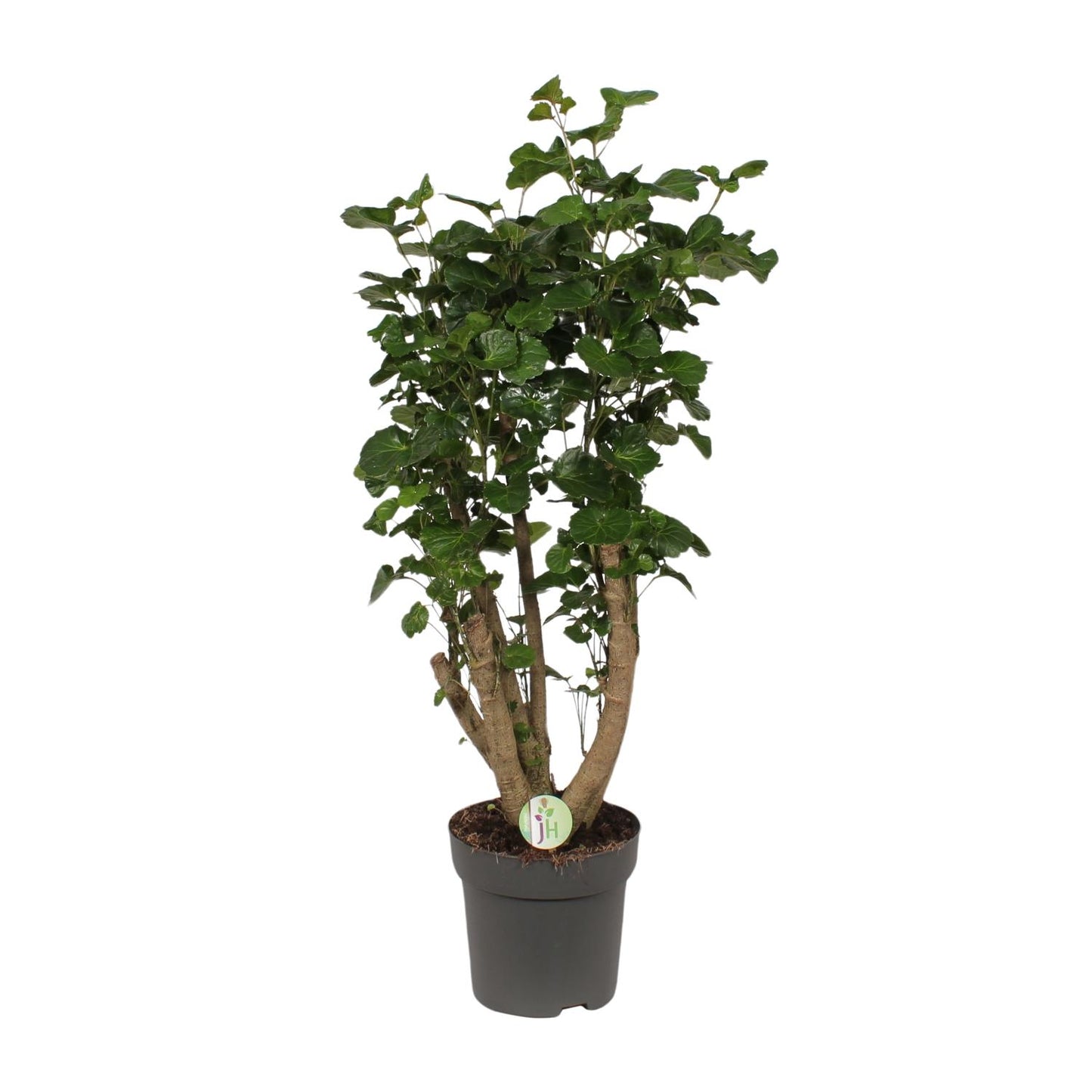 Polyscias Lemon - Ø24cm - ↕95cm