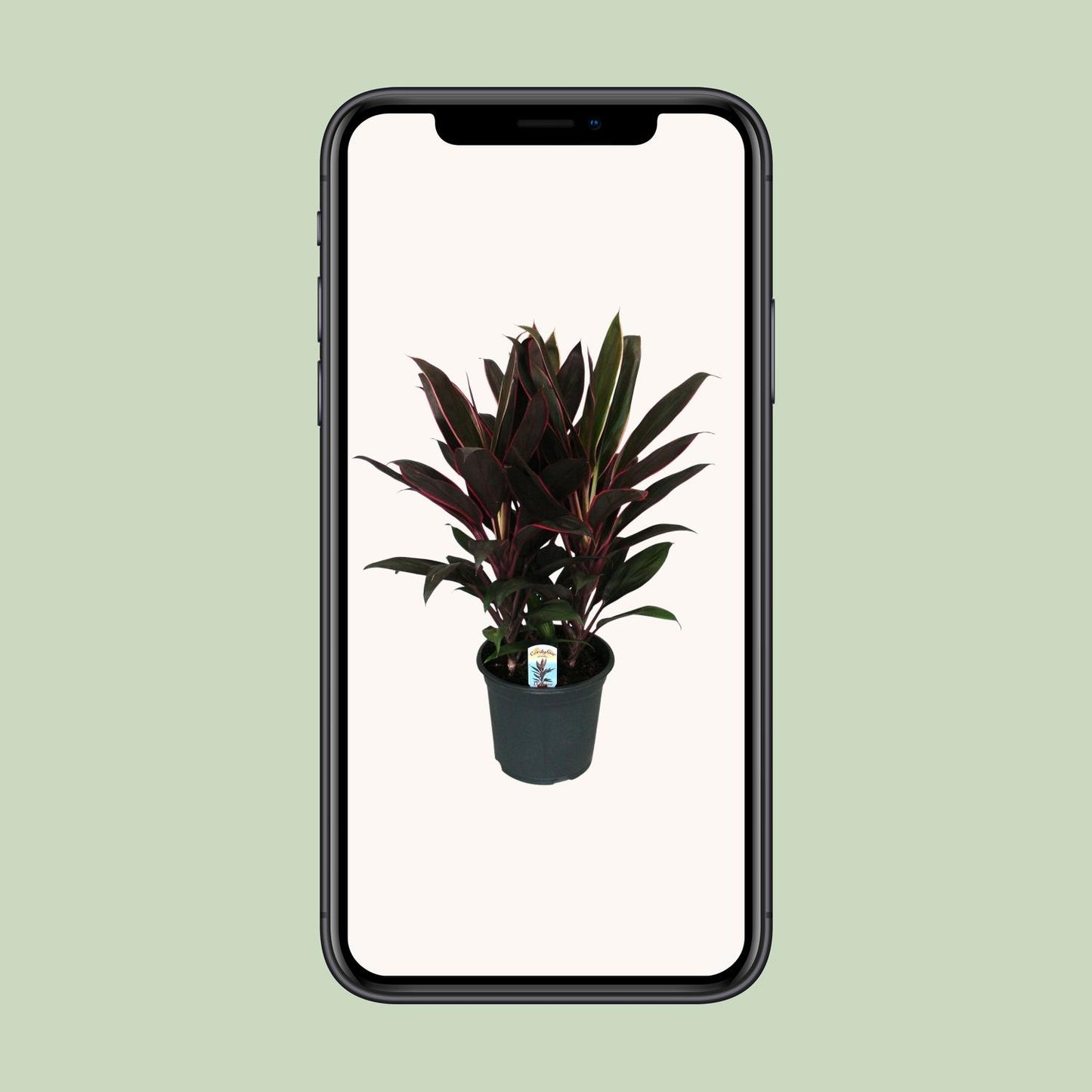 Cordyline Fruticosa Rumba - Ø19cm - ↕55cm