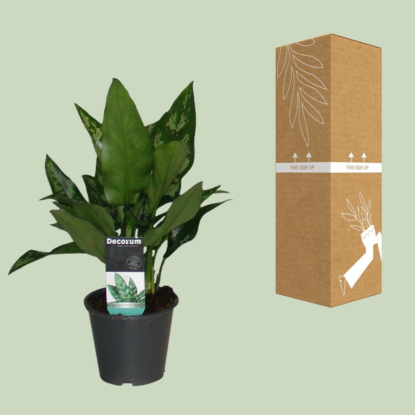 Aglaonema Maria - Ø12cm - ↕50cm