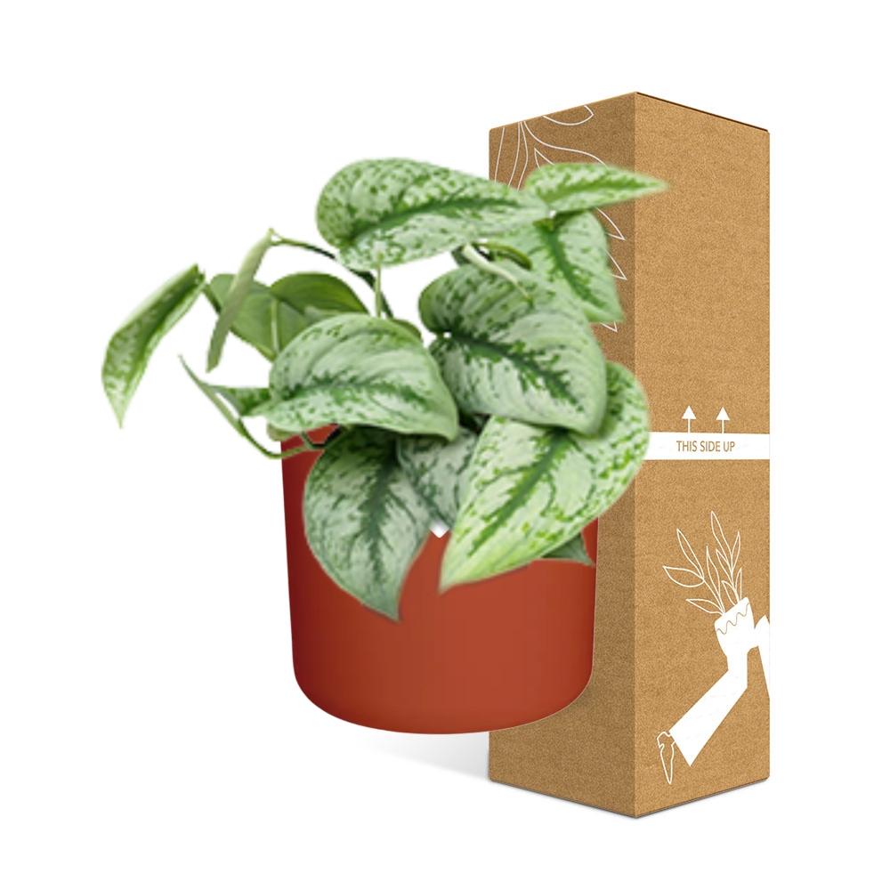 Scindapsus Pictus ‘Trebie’ in ELHO b.for soft rond 14cm brique