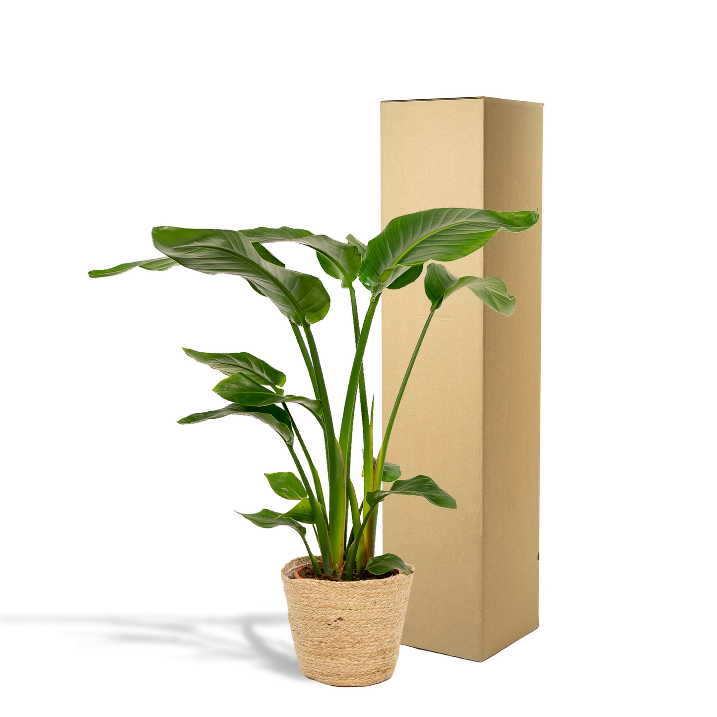 Strelitzia Nicolai - Ø19cm - ↕90cm + Korb Selin